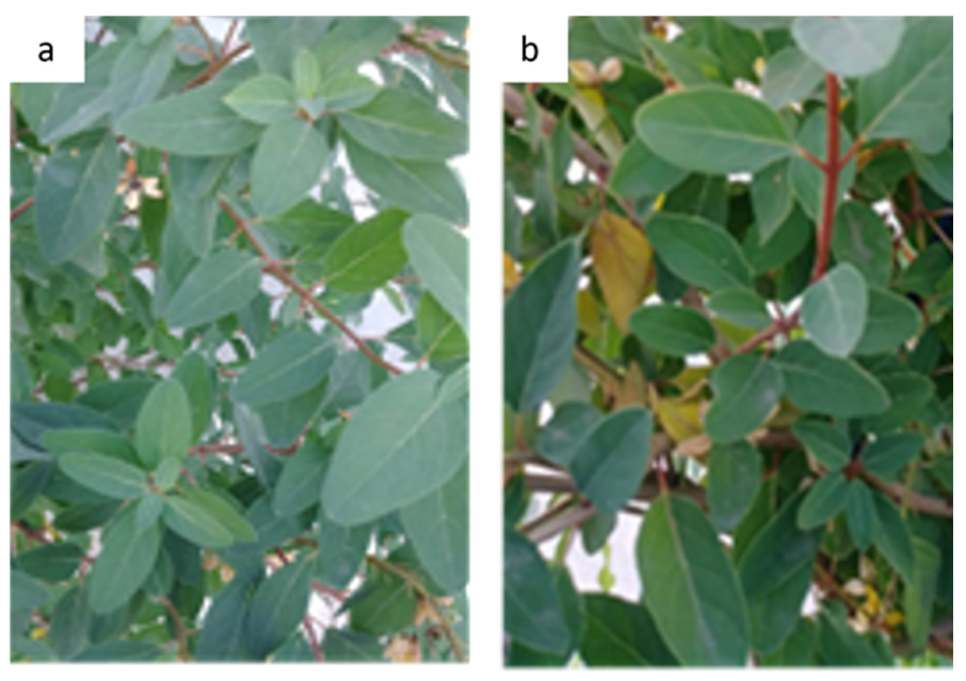 Pathogens 13 00504 g001