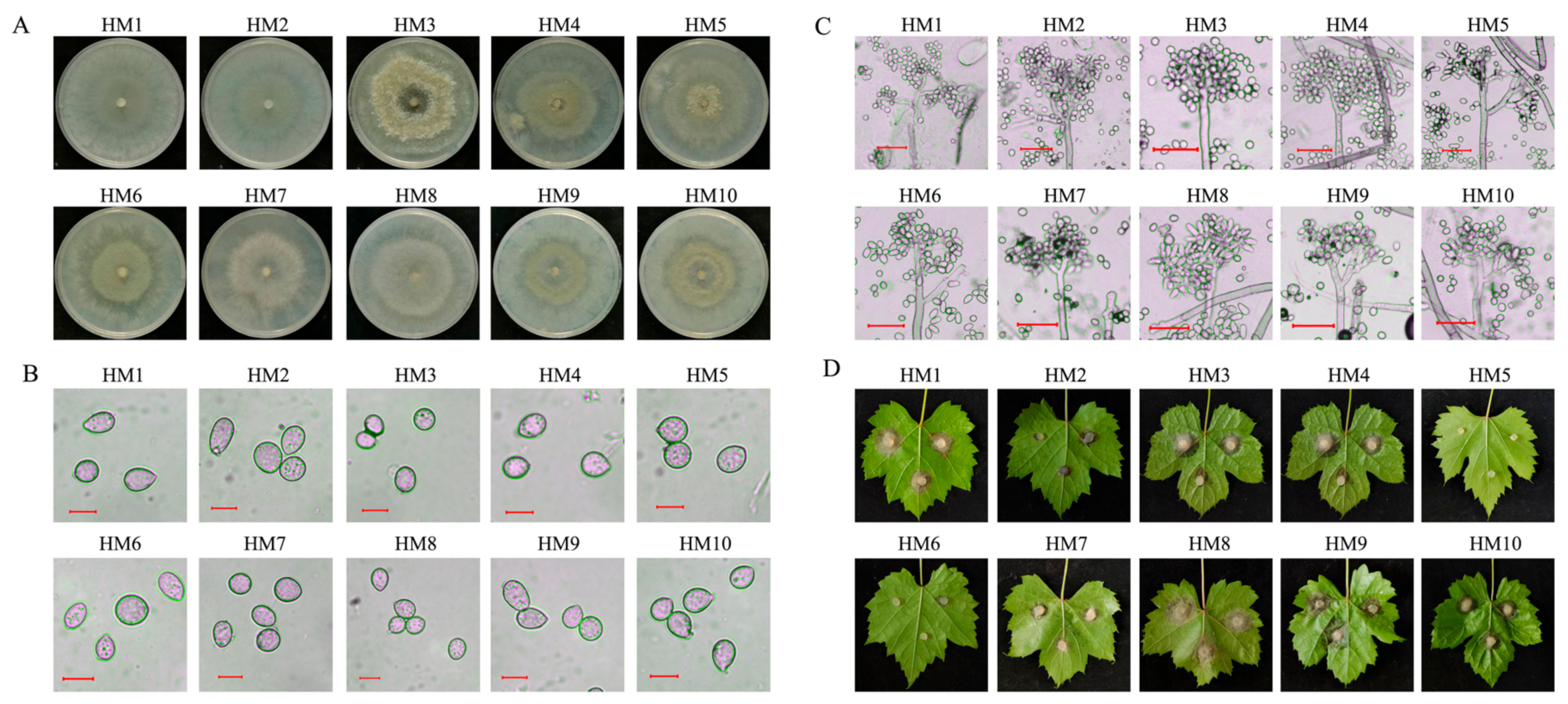Pathogens 13 00505 g001