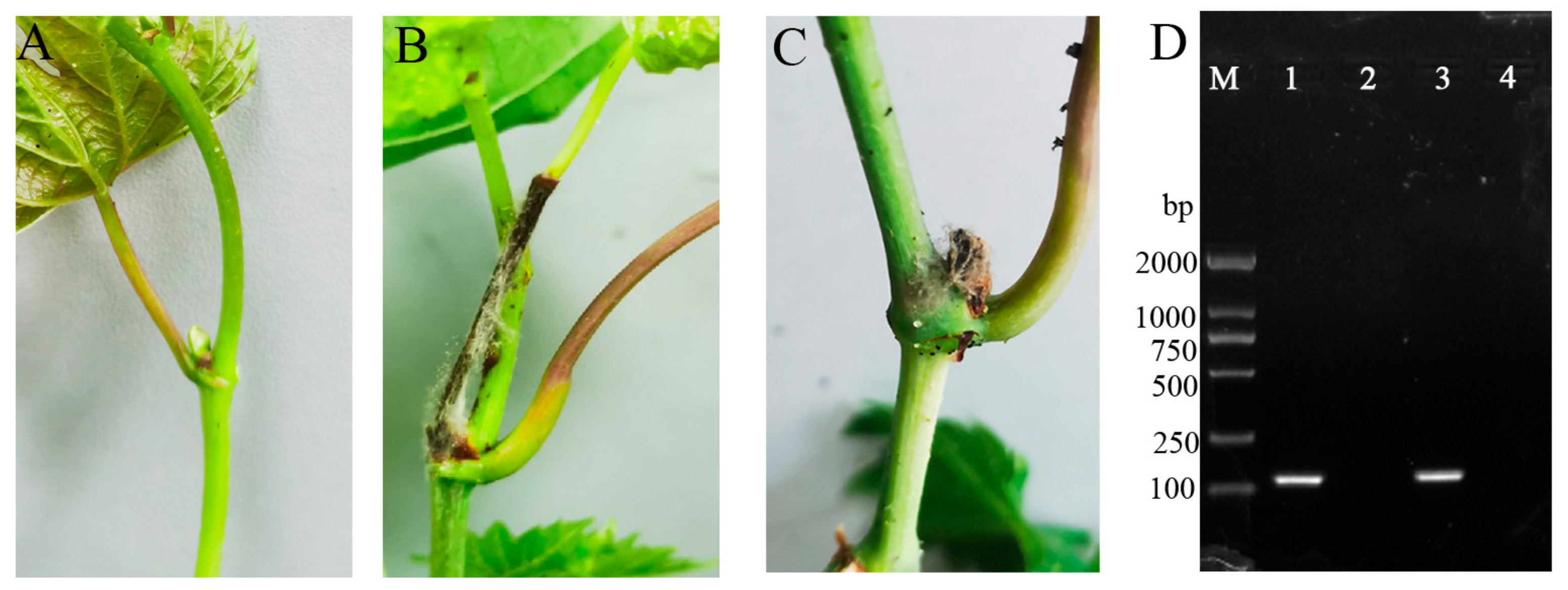Pathogens 13 00505 g006