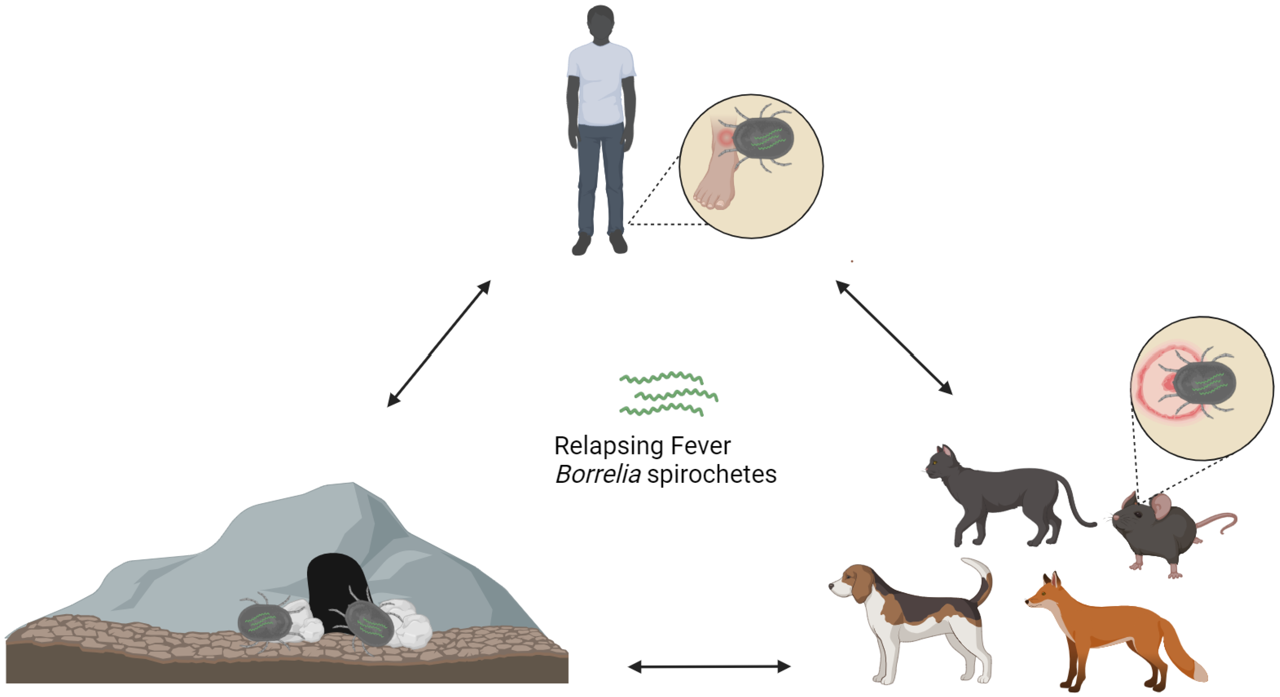 Pathogens 13 00512 g008