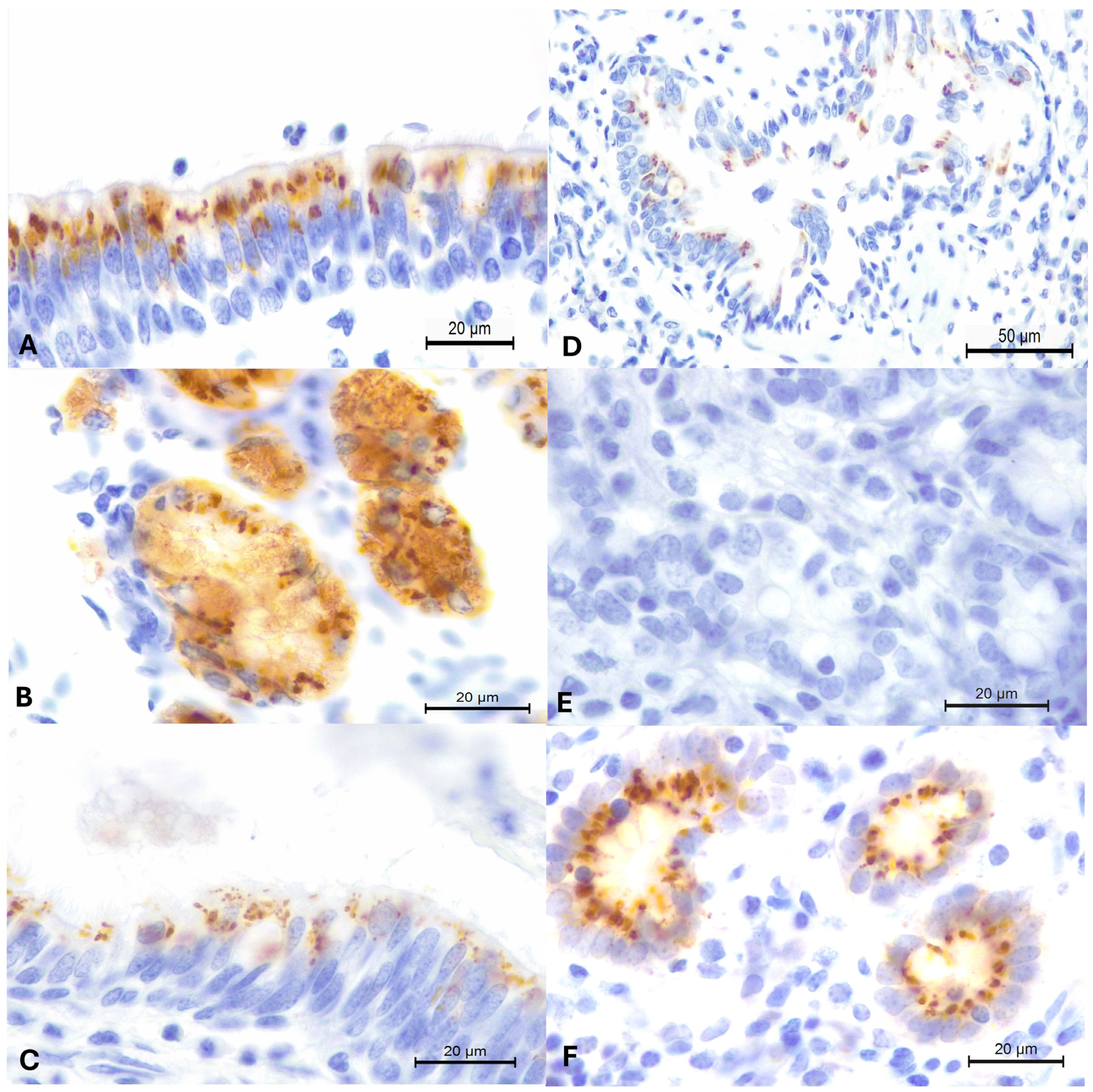 Pathogens 13 00515 g002