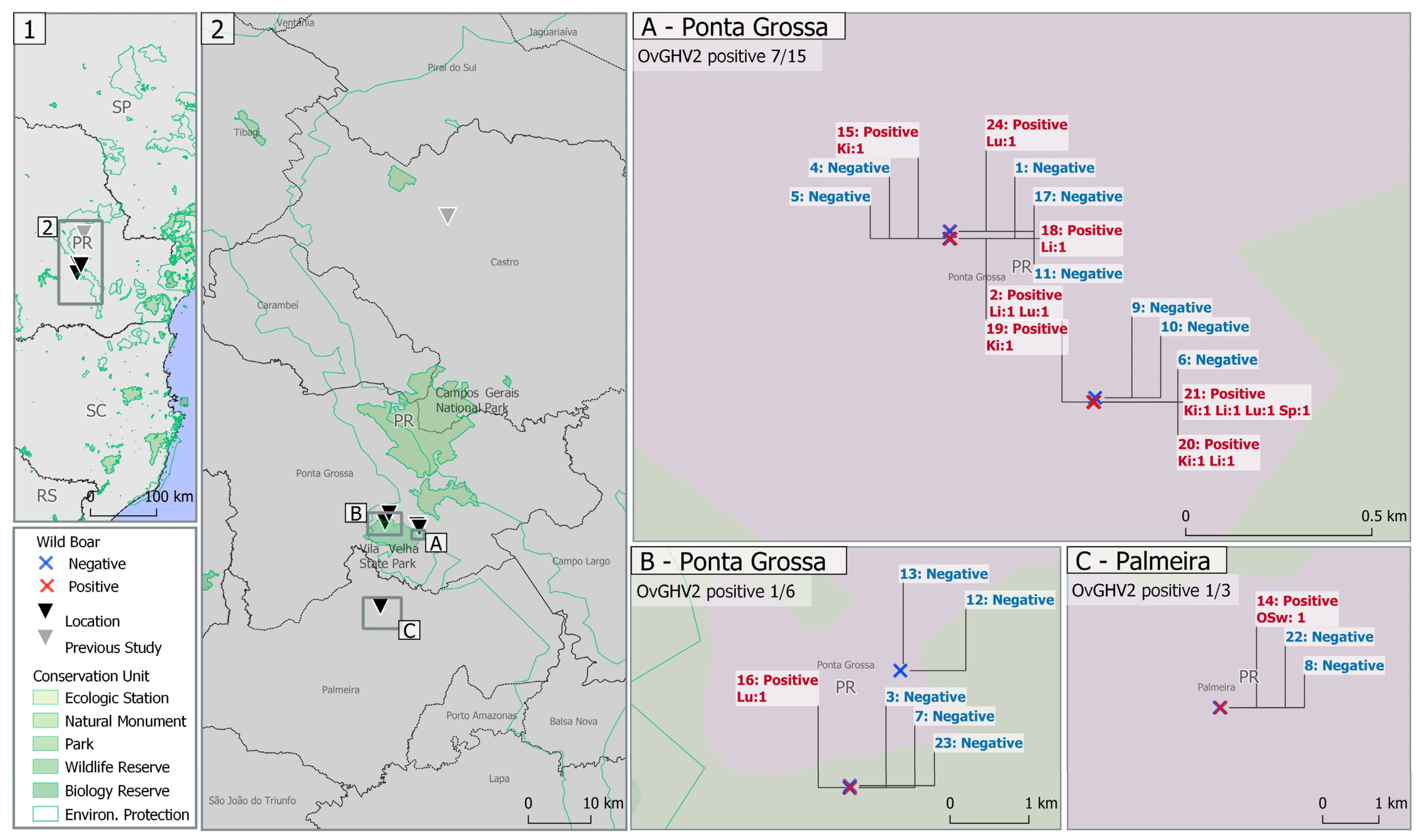 Pathogens 13 00515 g003