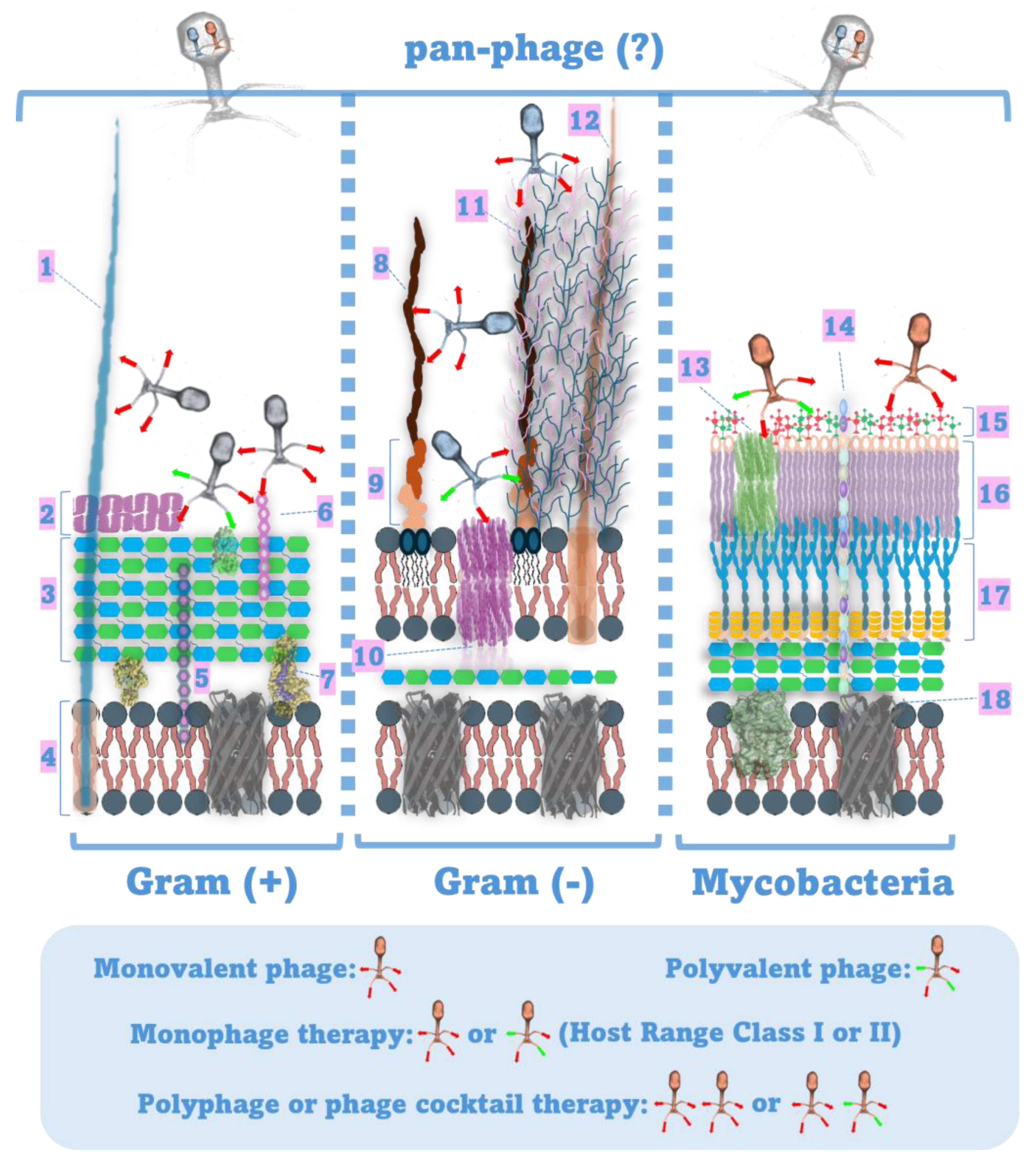 Pathogens 13 00522 g002 Pathogens 13 00522 g002