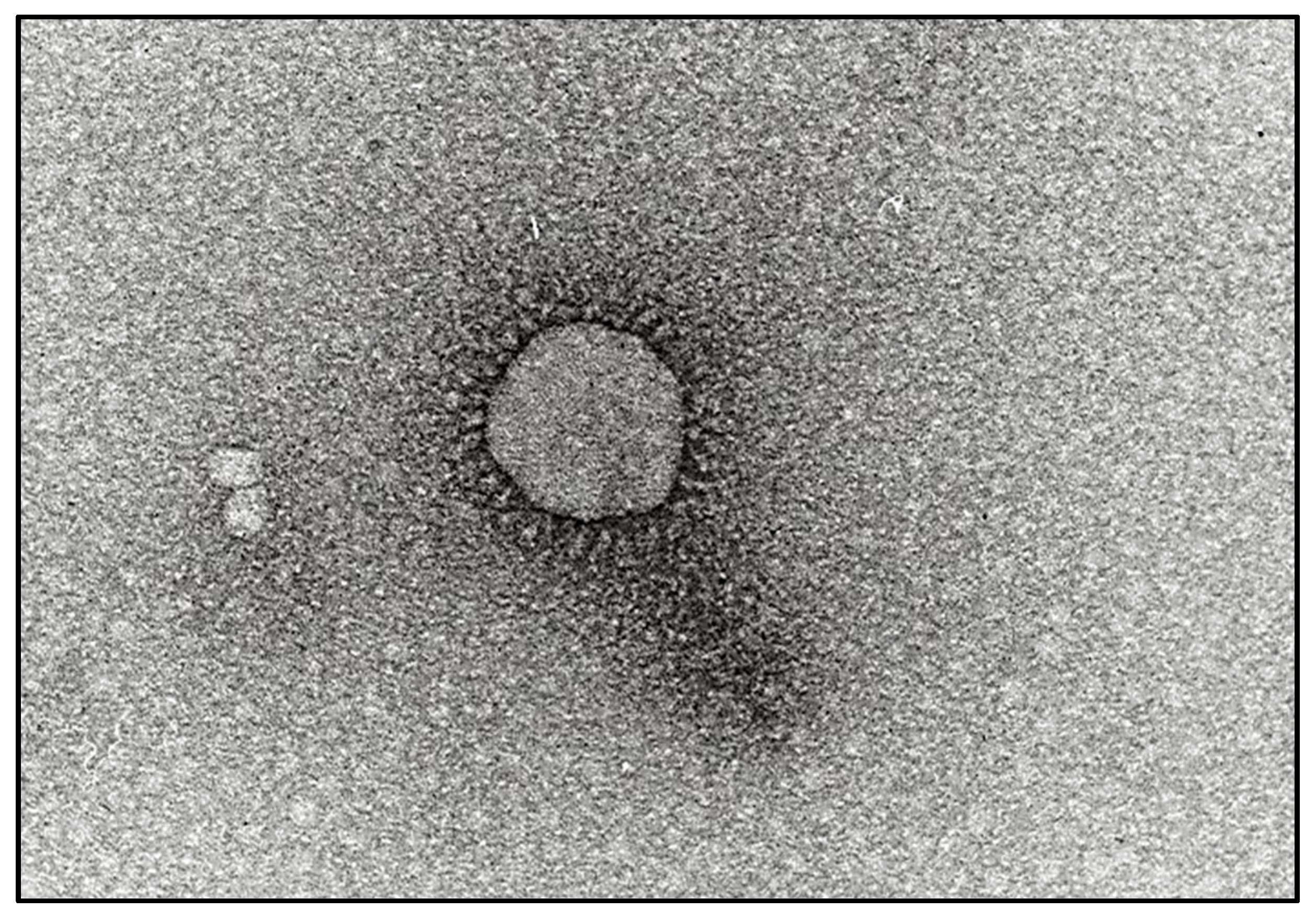Pathogens 13 00524 g001