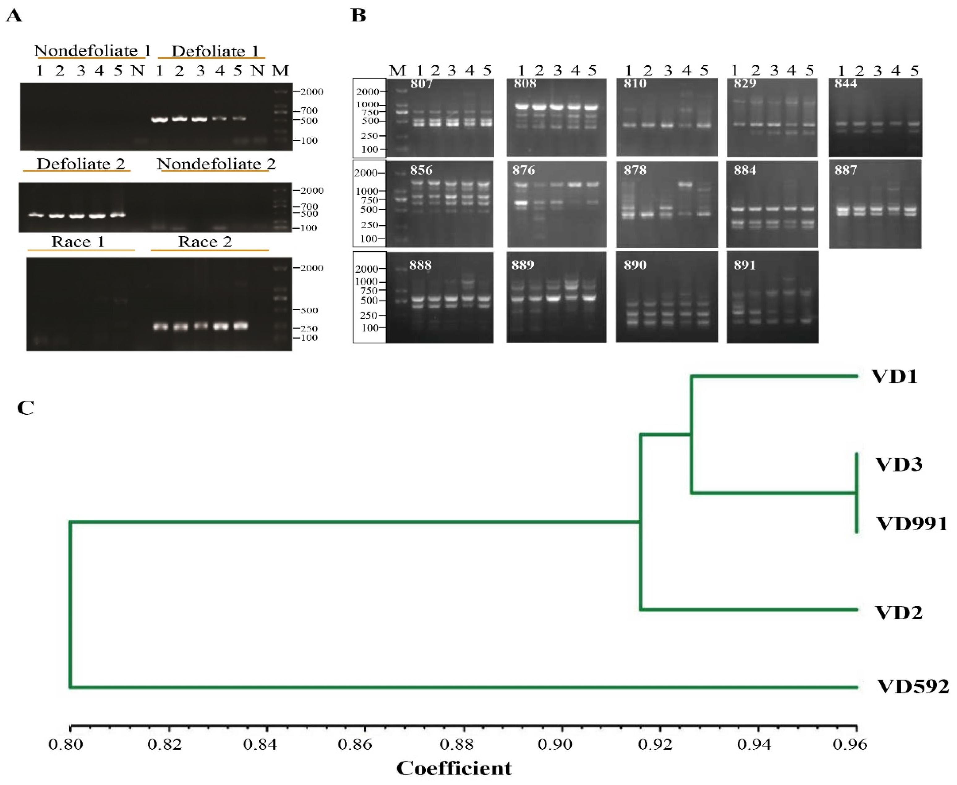 Pathogens 13 00525 g004