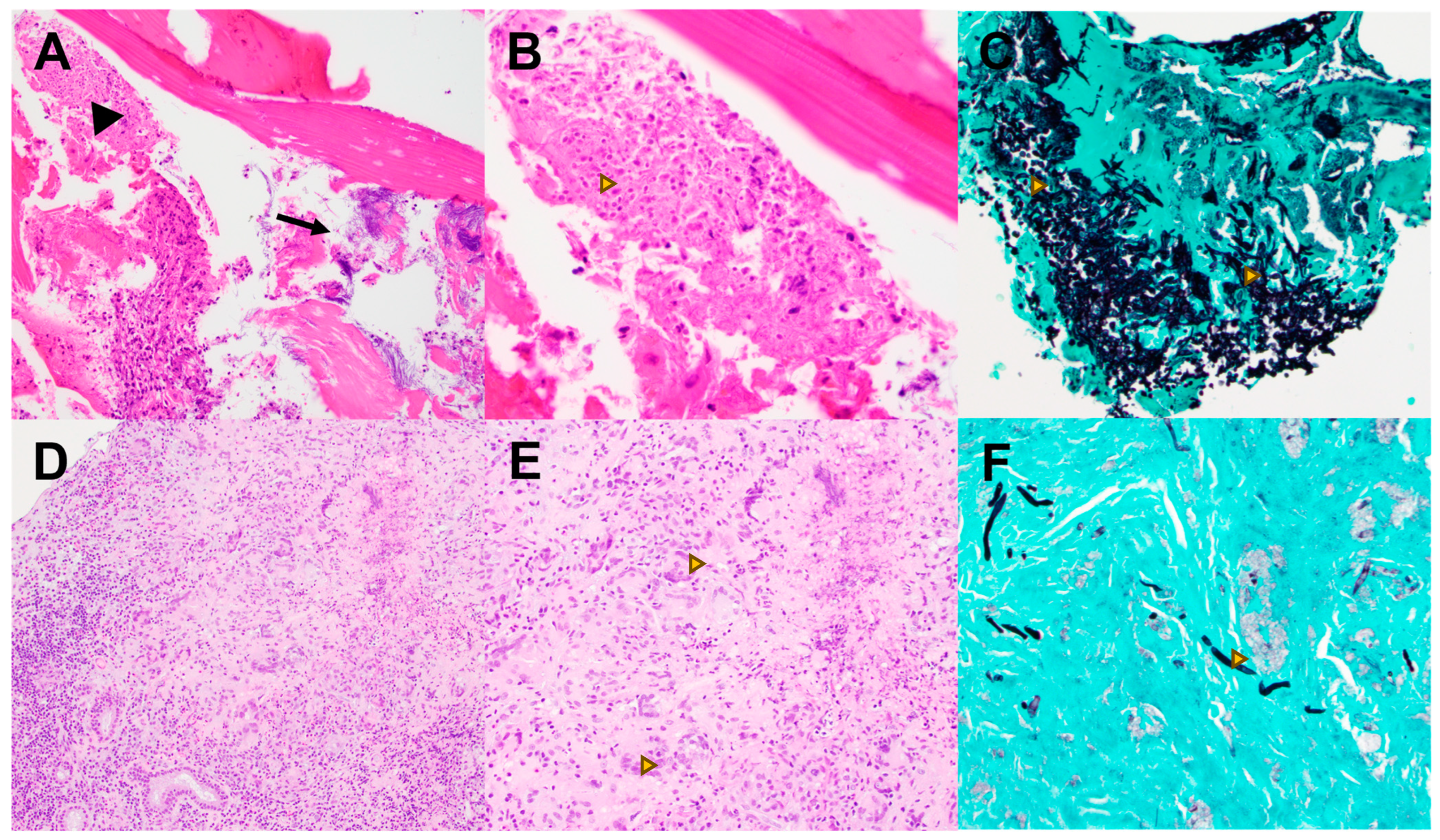 Pathogens 13 00530 g003