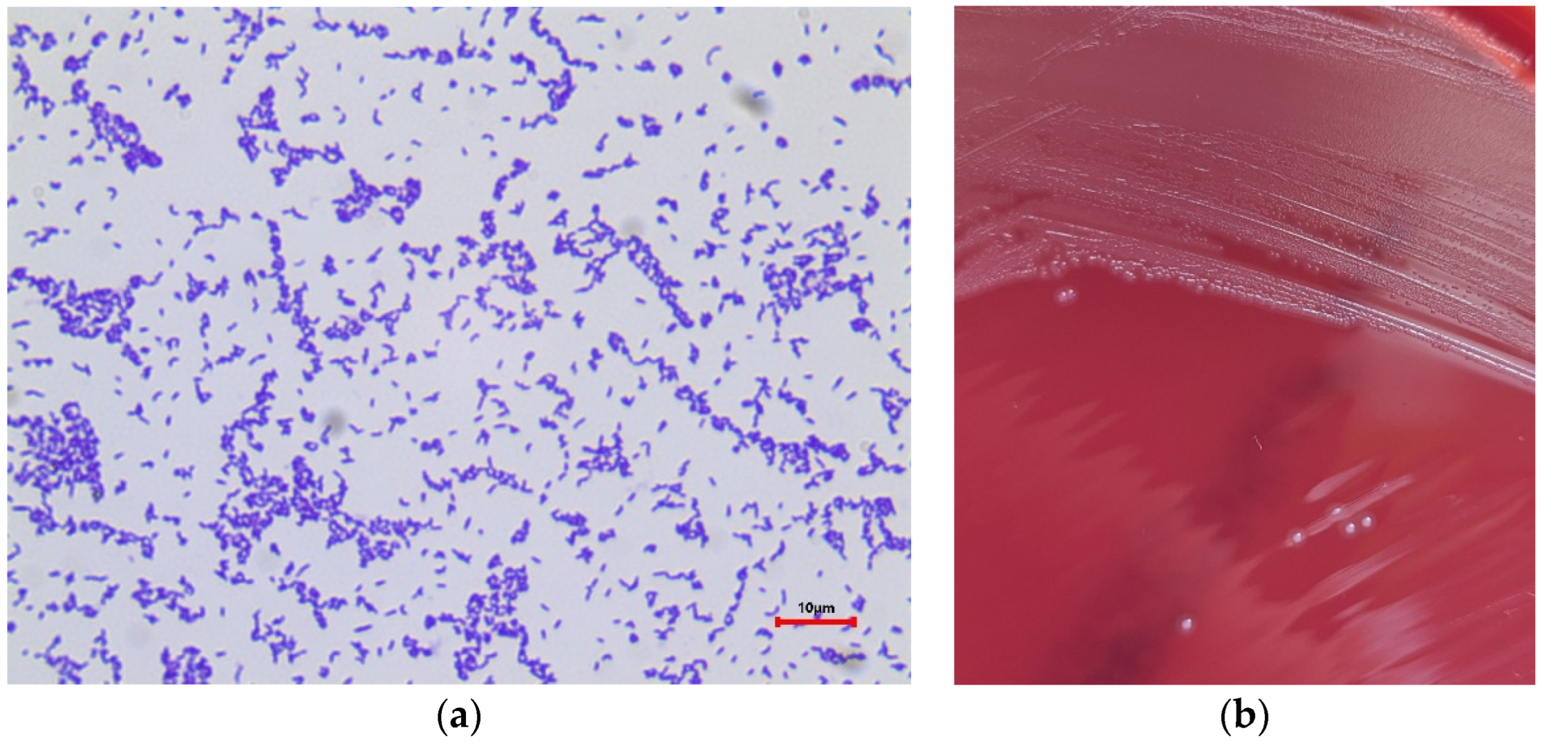 Pathogens 13 00534 g001