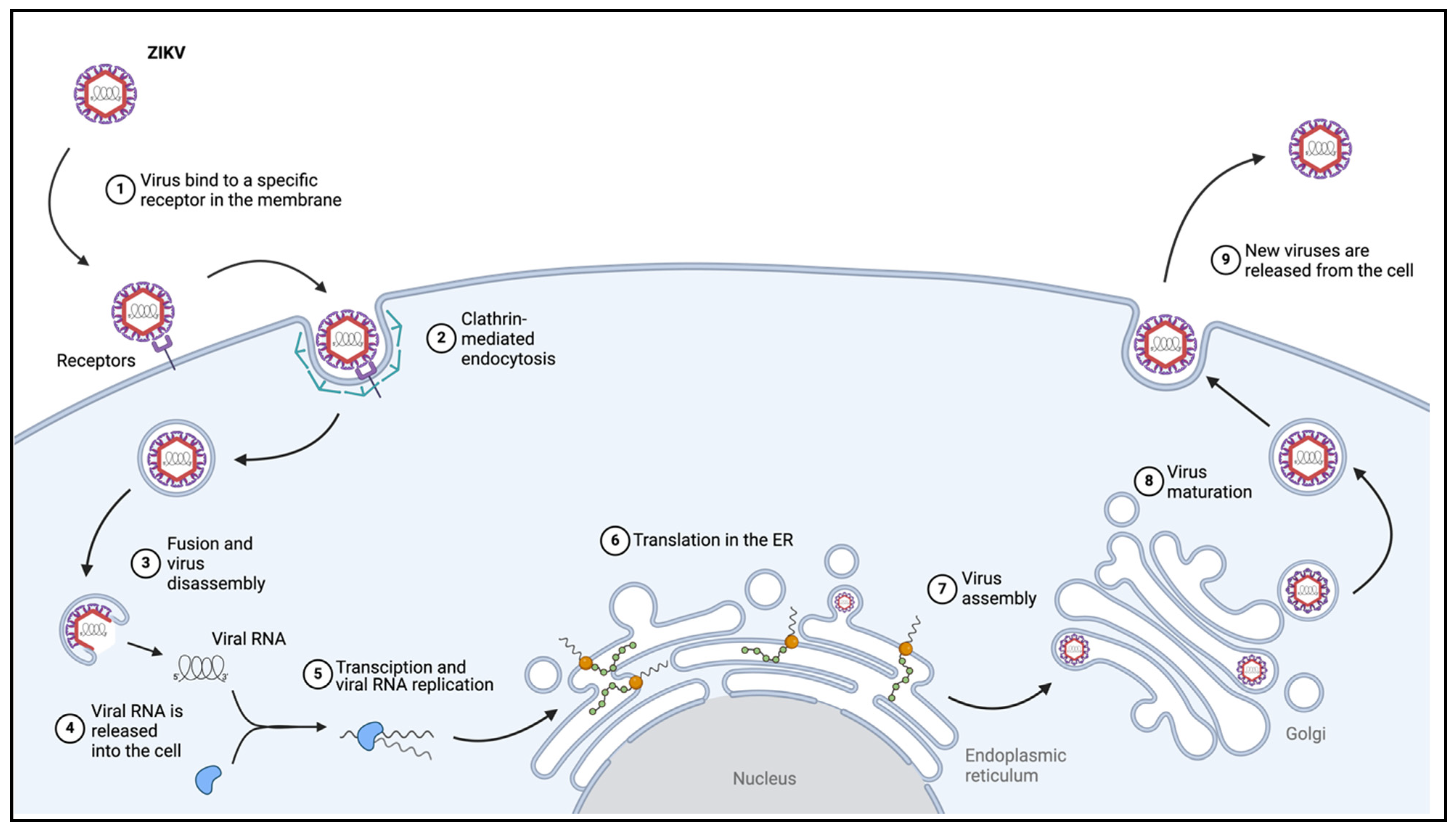 Pathogens 13 00555 g002