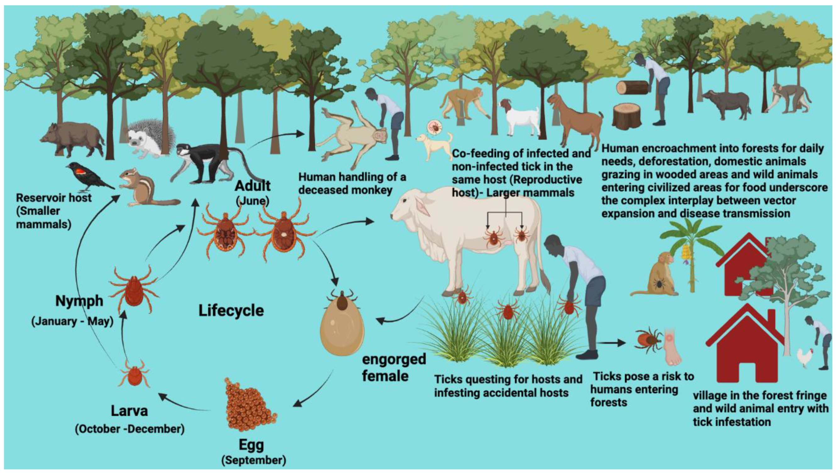 Pathogens 13 00556 g004