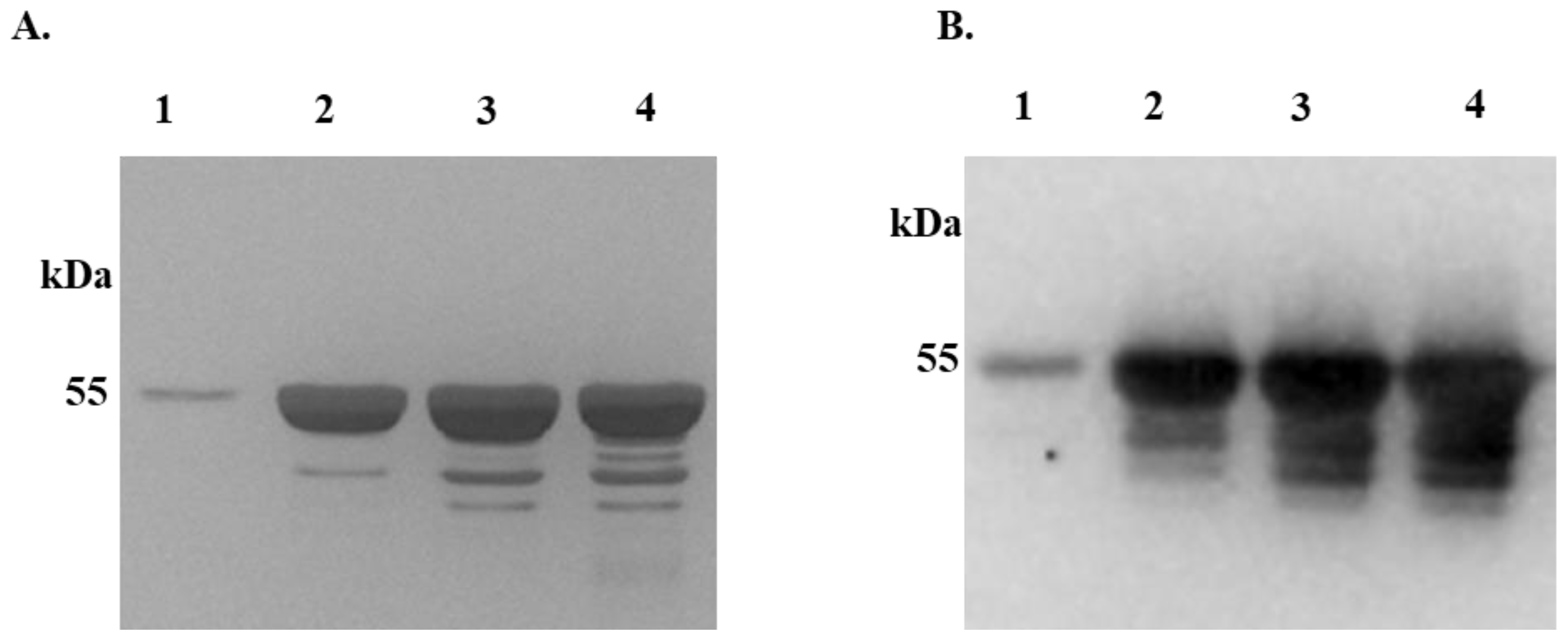Pathogens 13 00560 g001 Pathogens 13 00560 g001