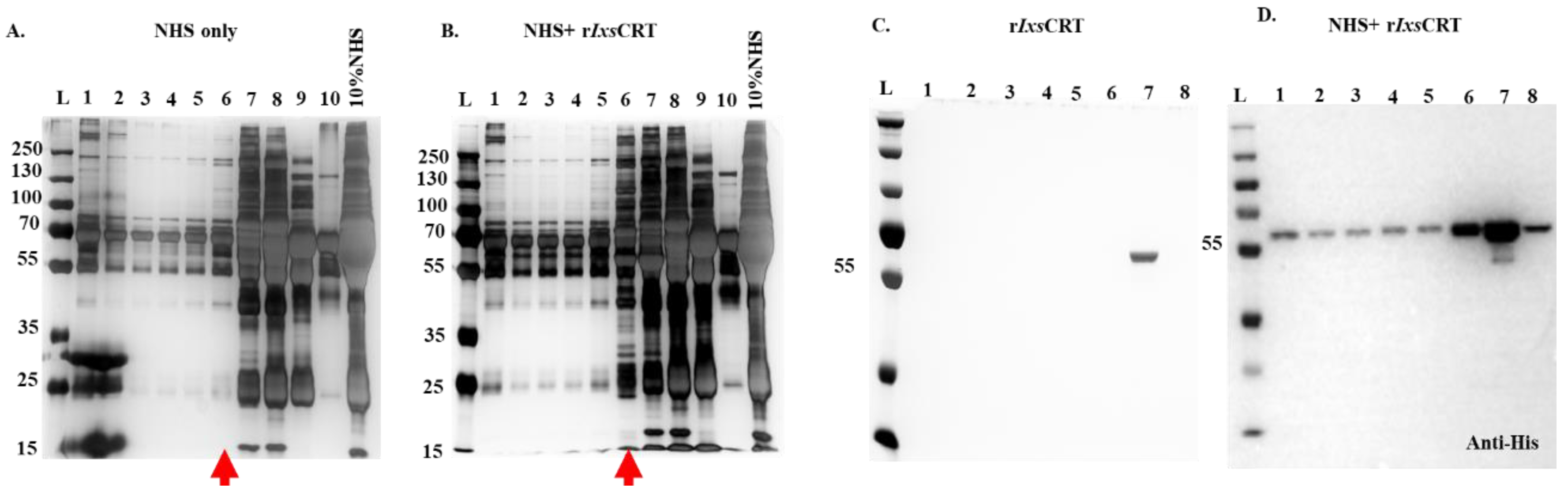 Pathogens 13 00560 g002 Pathogens 13 00560 g002