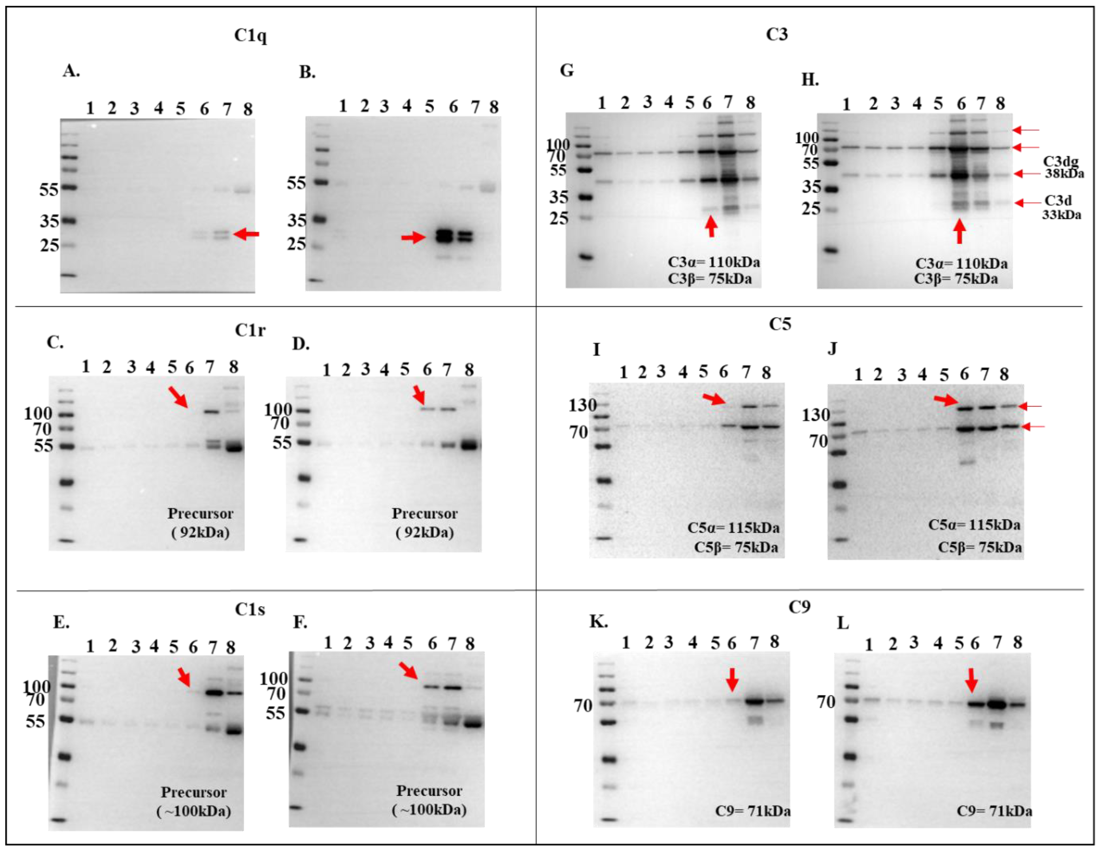 Pathogens 13 00560 g005 Pathogens 13 00560 g005