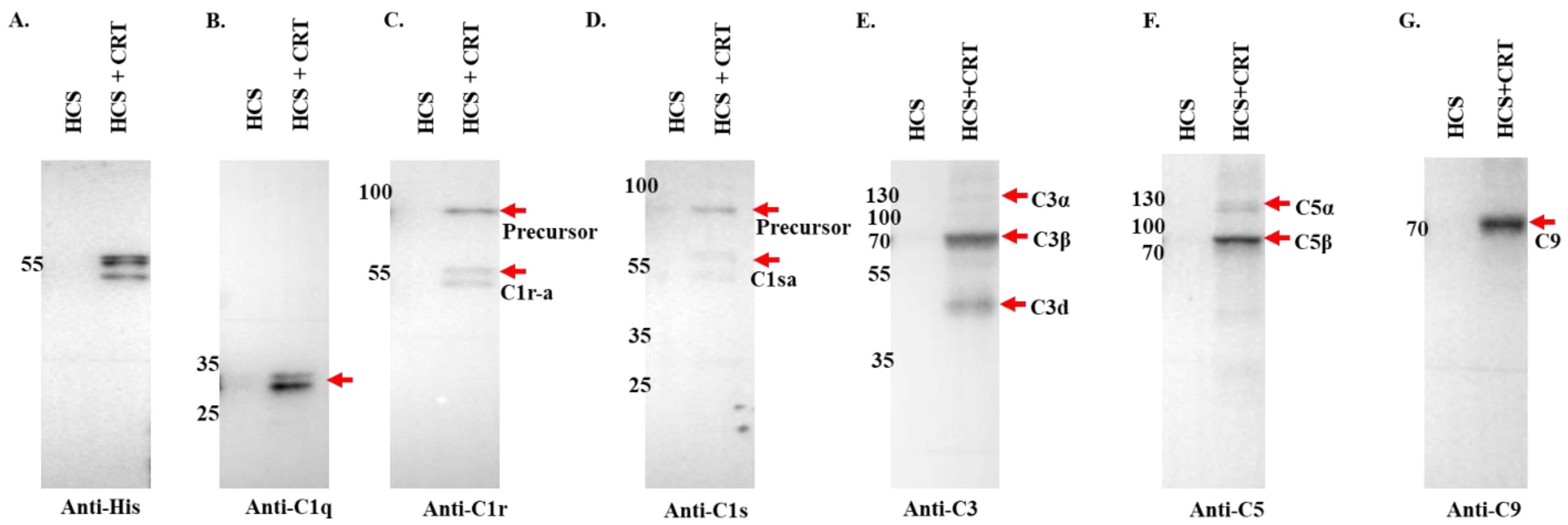 Pathogens 13 00560 g006 Pathogens 13 00560 g006
