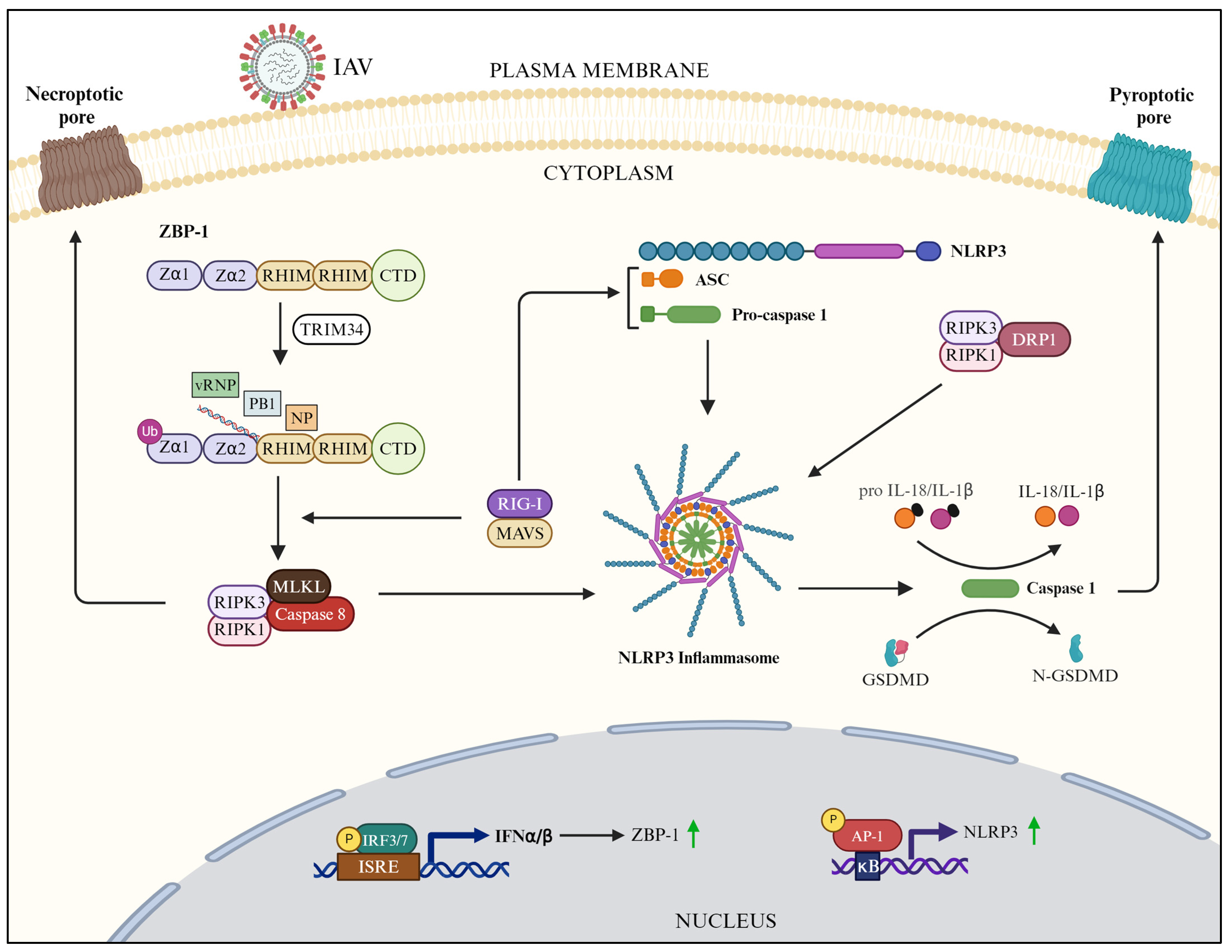 Pathogens 13 00561 g003