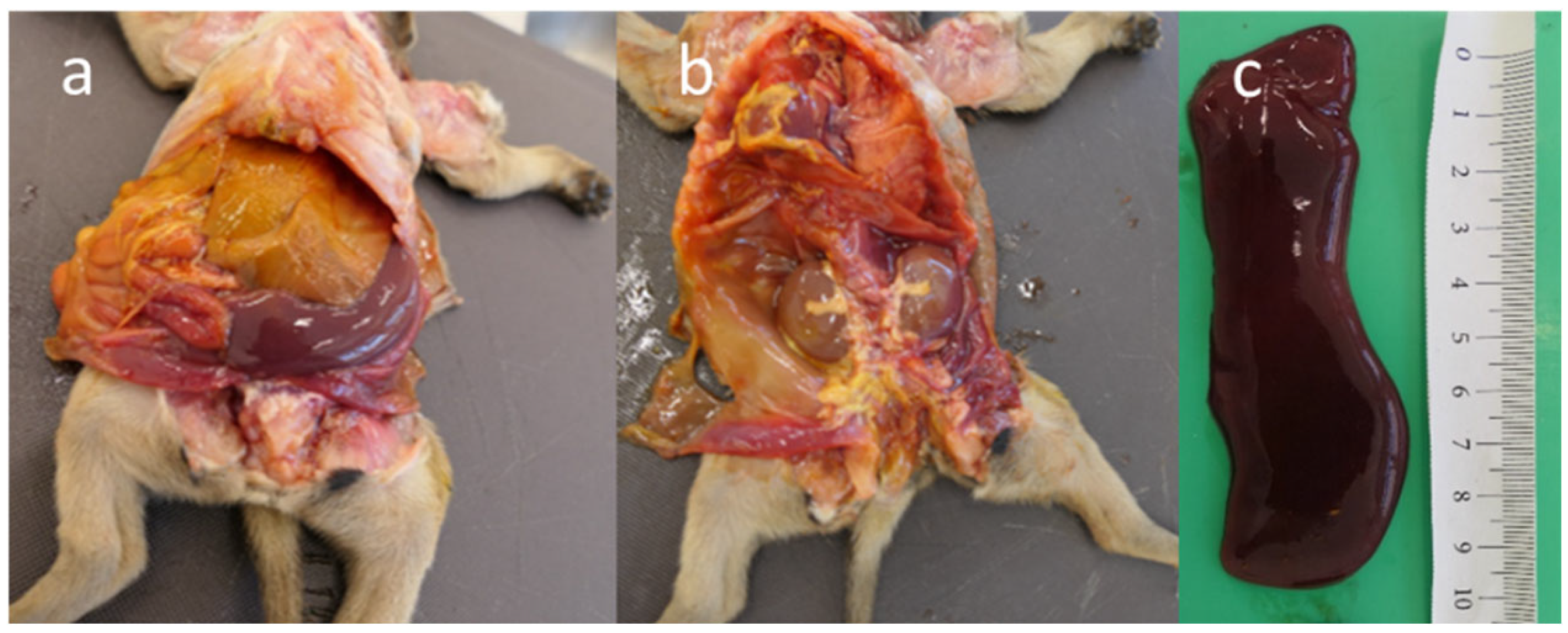 Pathogens 13 00562 g002