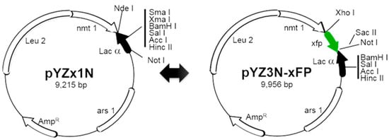 Pathogens 13 00566 g002