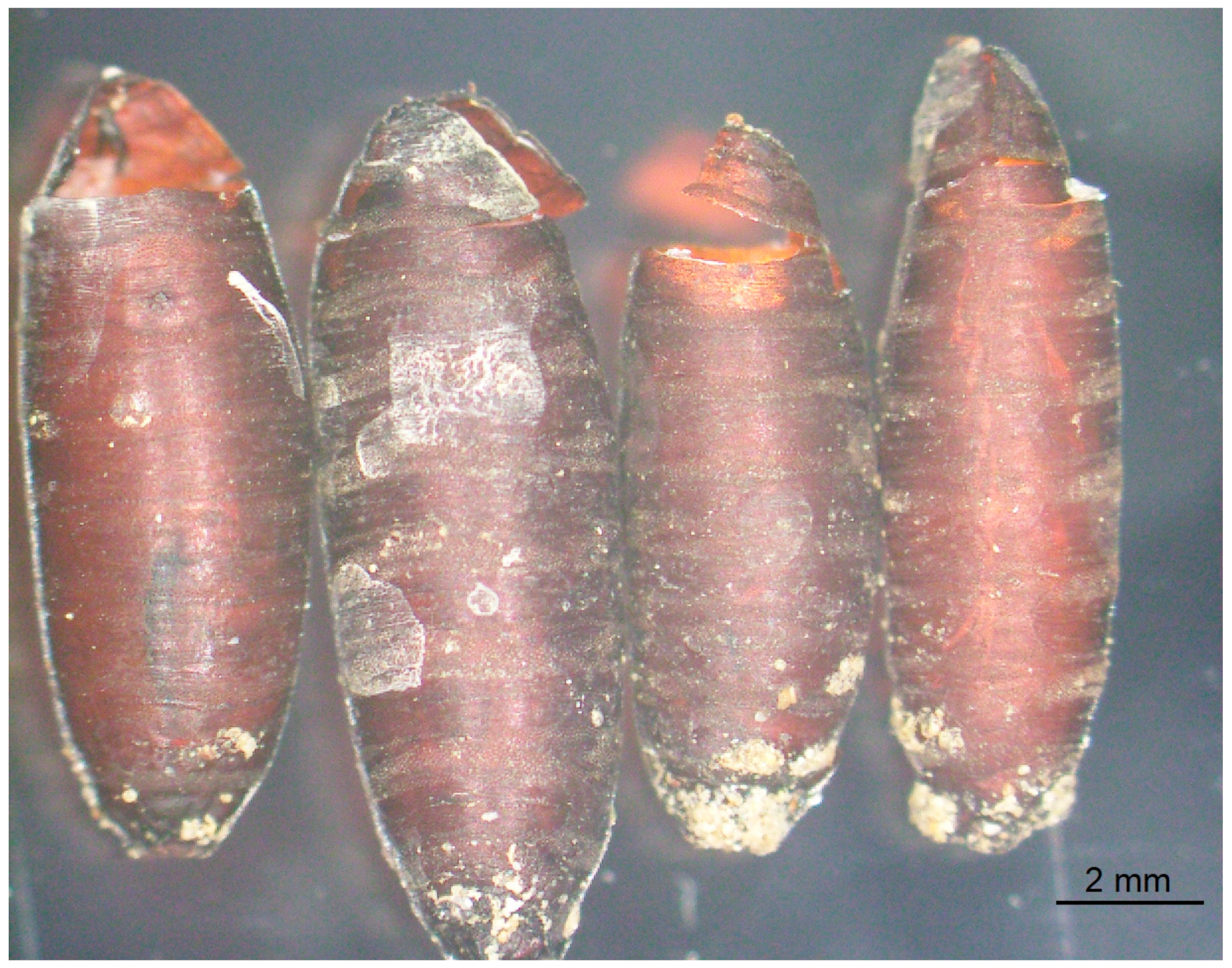 Pathogens 13 00572 g001