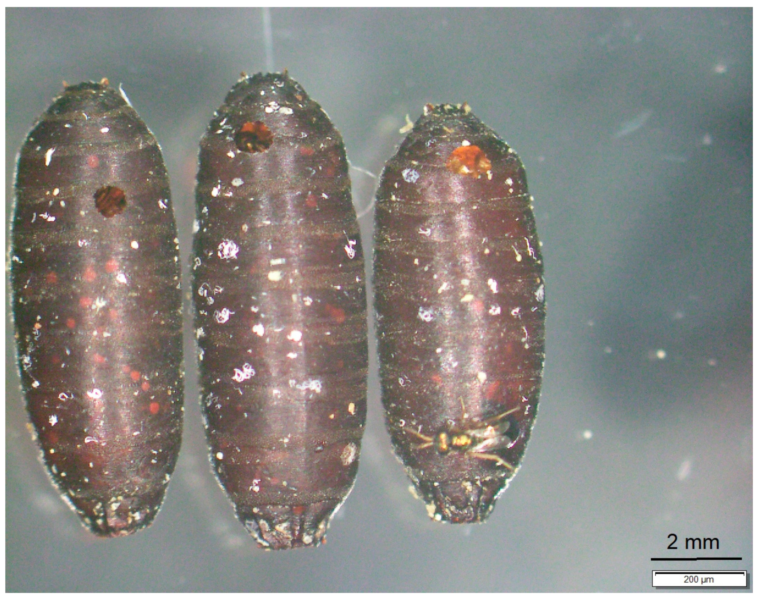 Pathogens 13 00572 g003