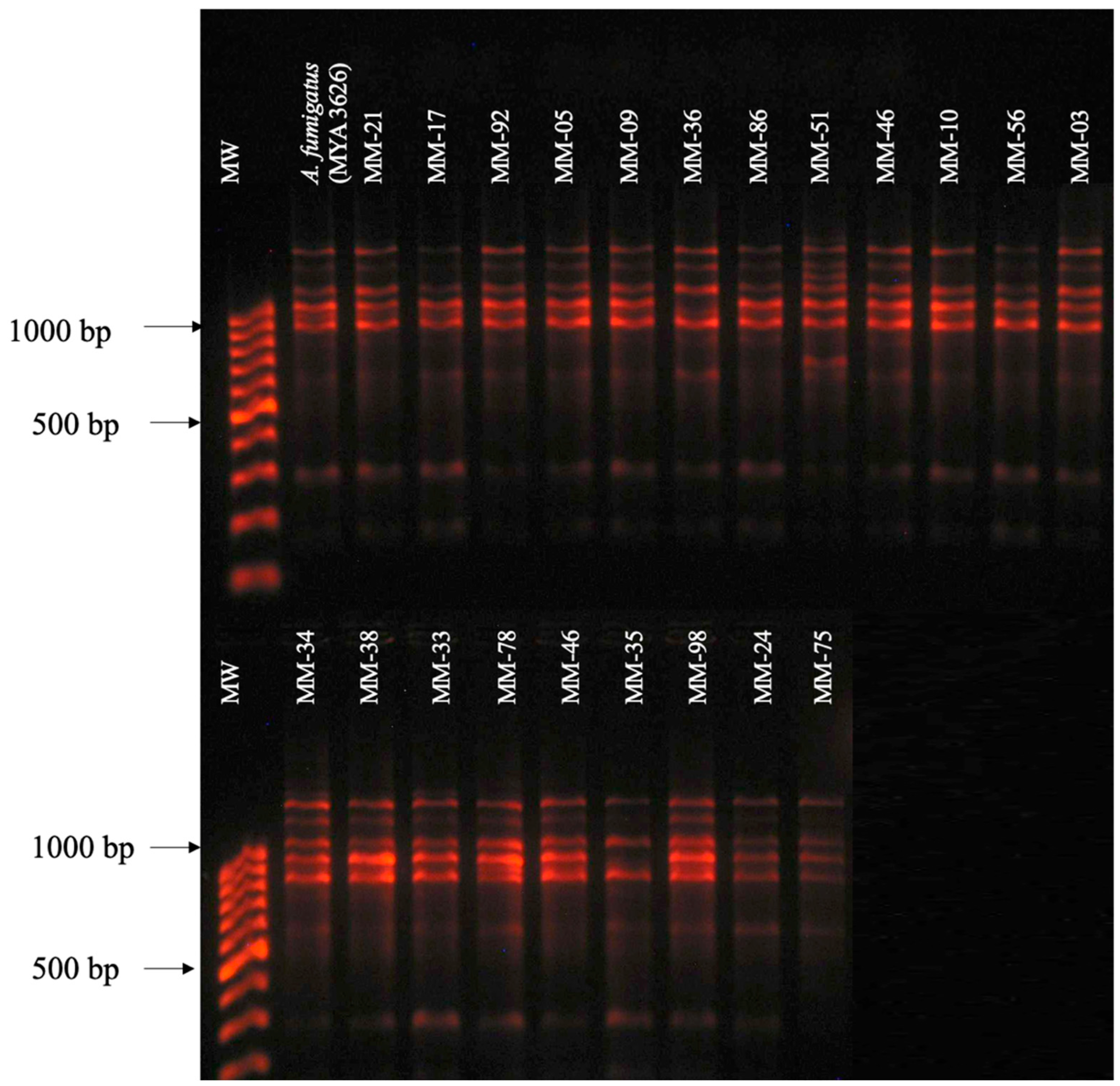Pathogens 13 00574 g001 Pathogens 13 00574 g001