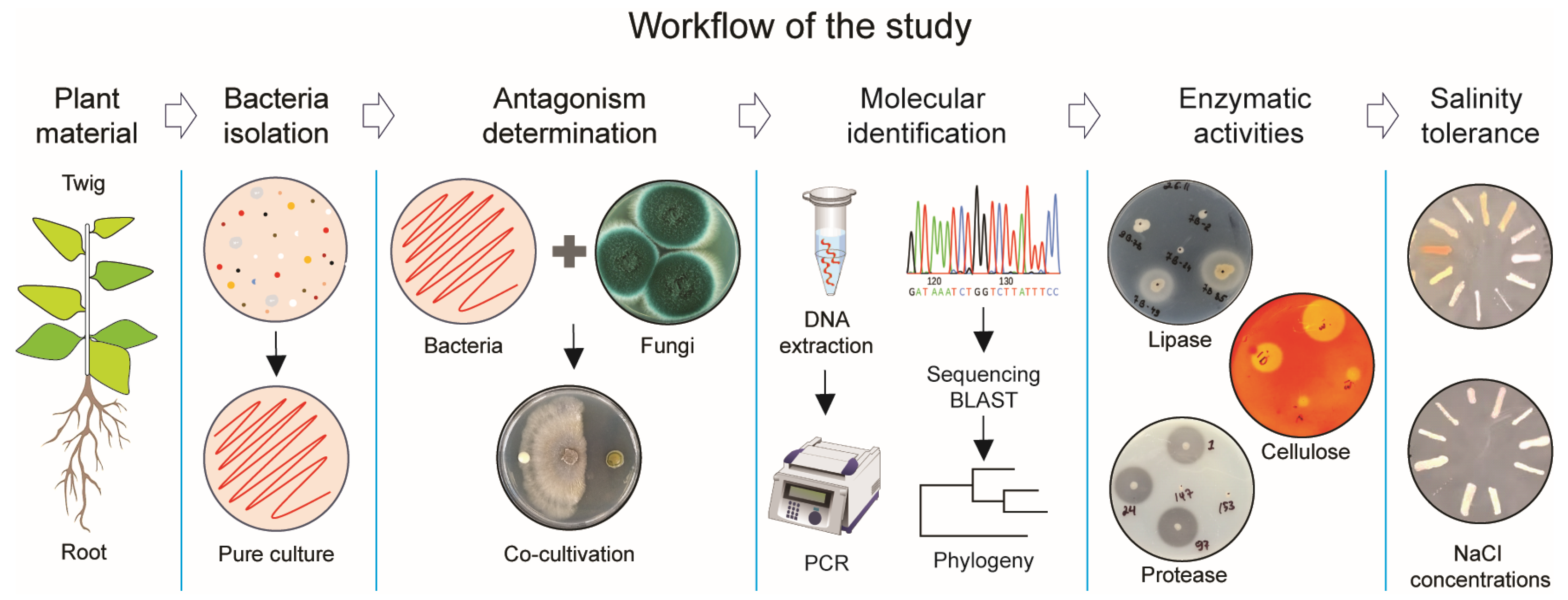 Pathogens 13 00585 g001
