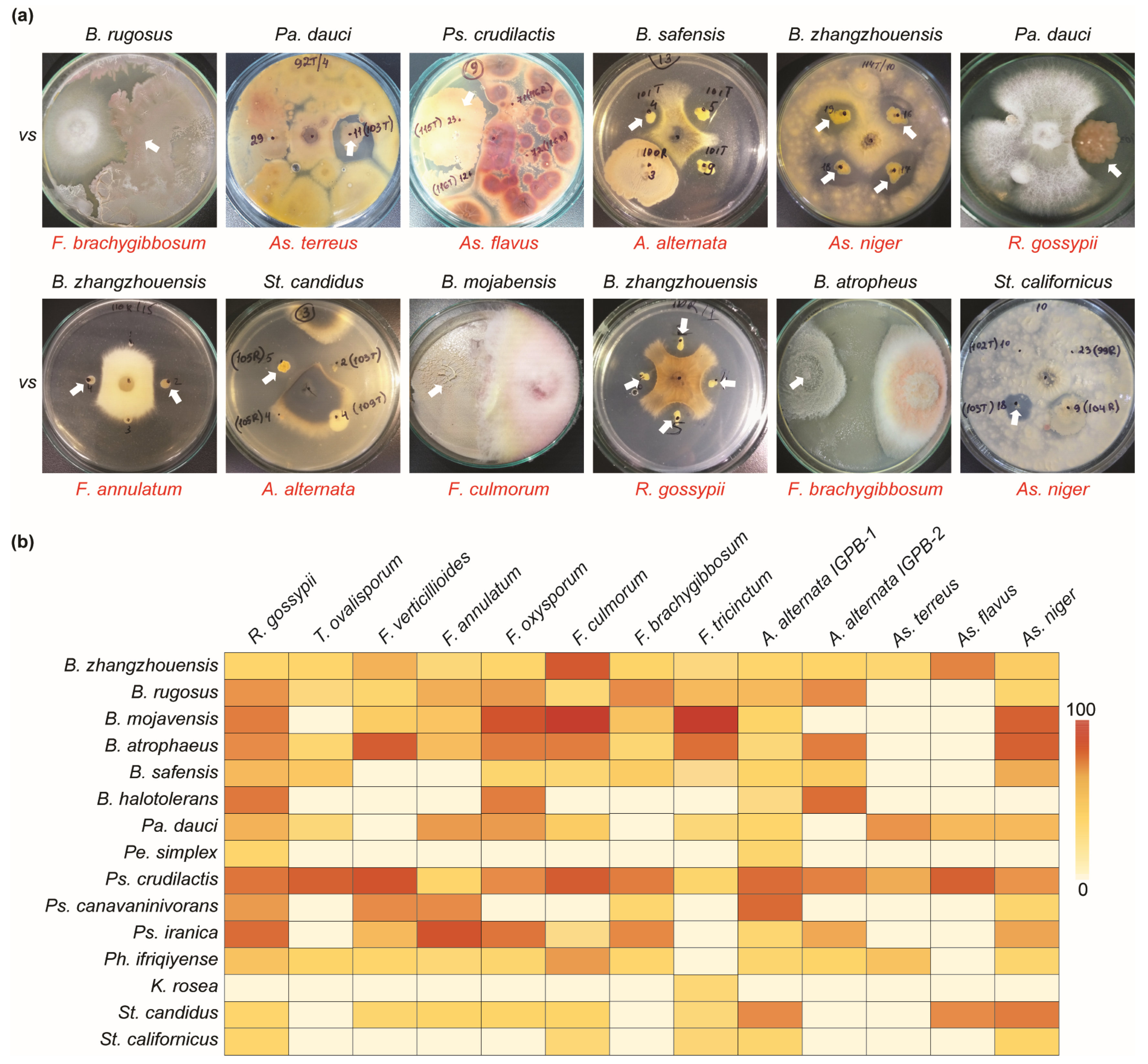 Pathogens 13 00585 g004