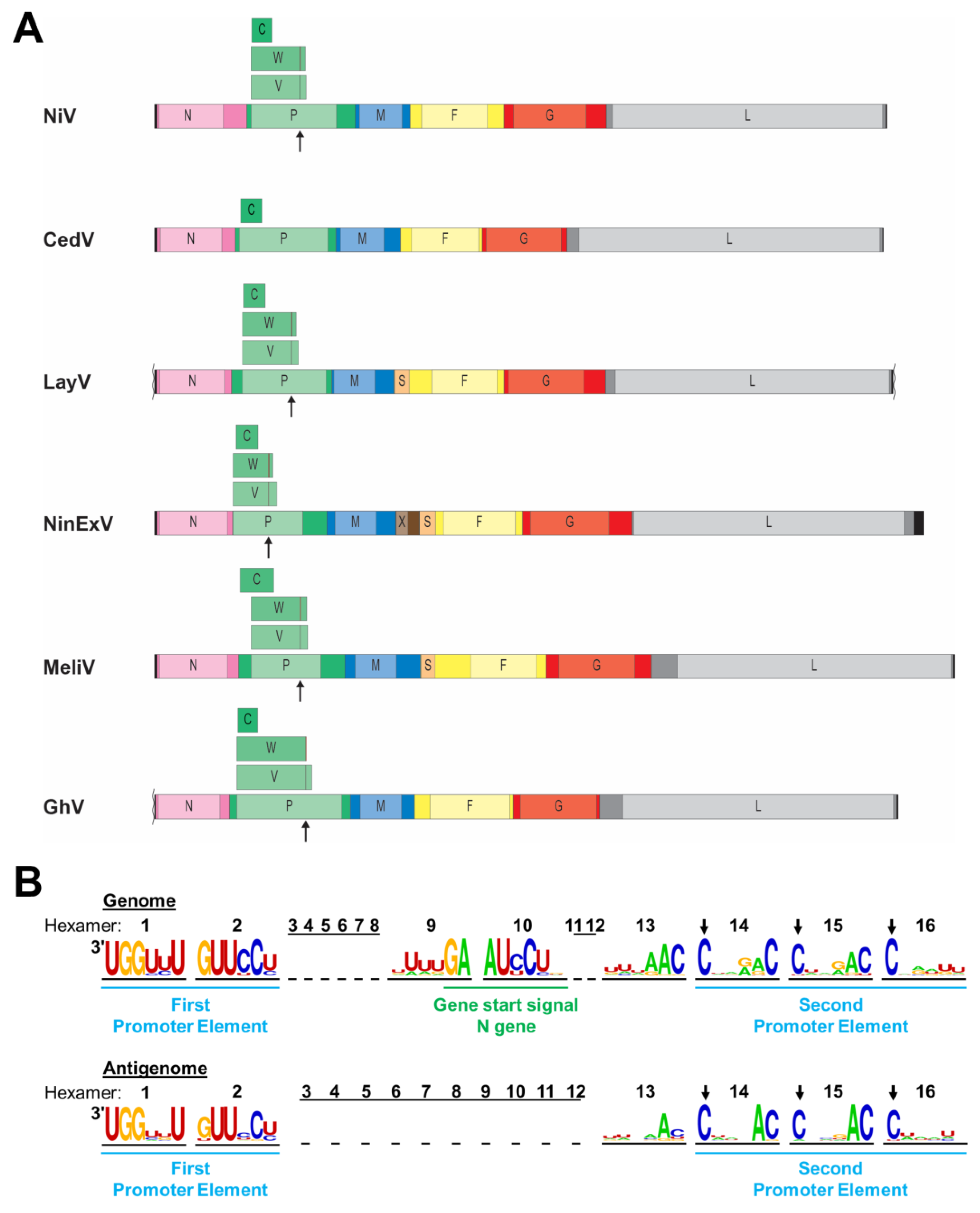 Pathogens 13 00587 g002