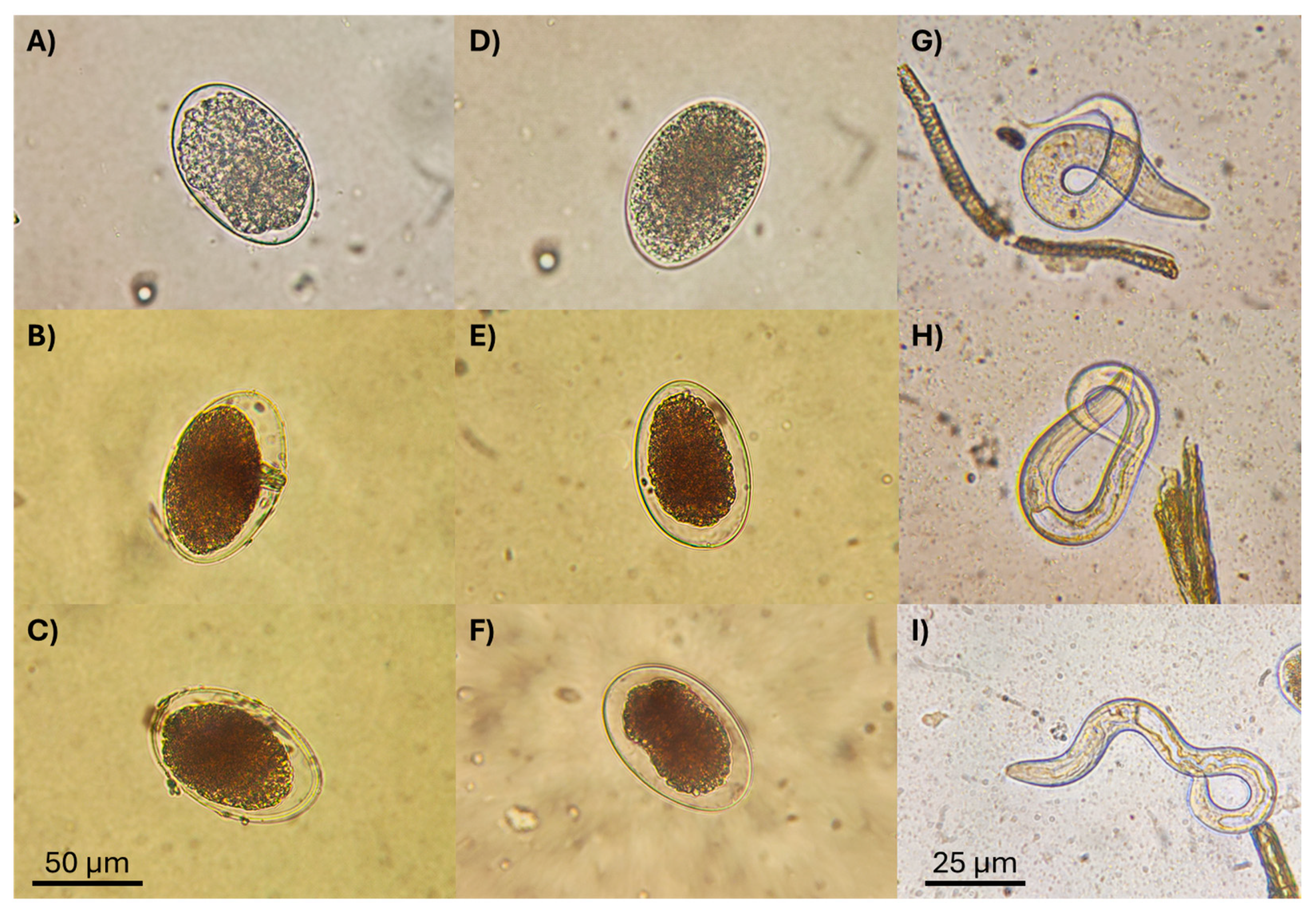 Pathogens 13 00588 g004 Pathogens 13 00588 g004