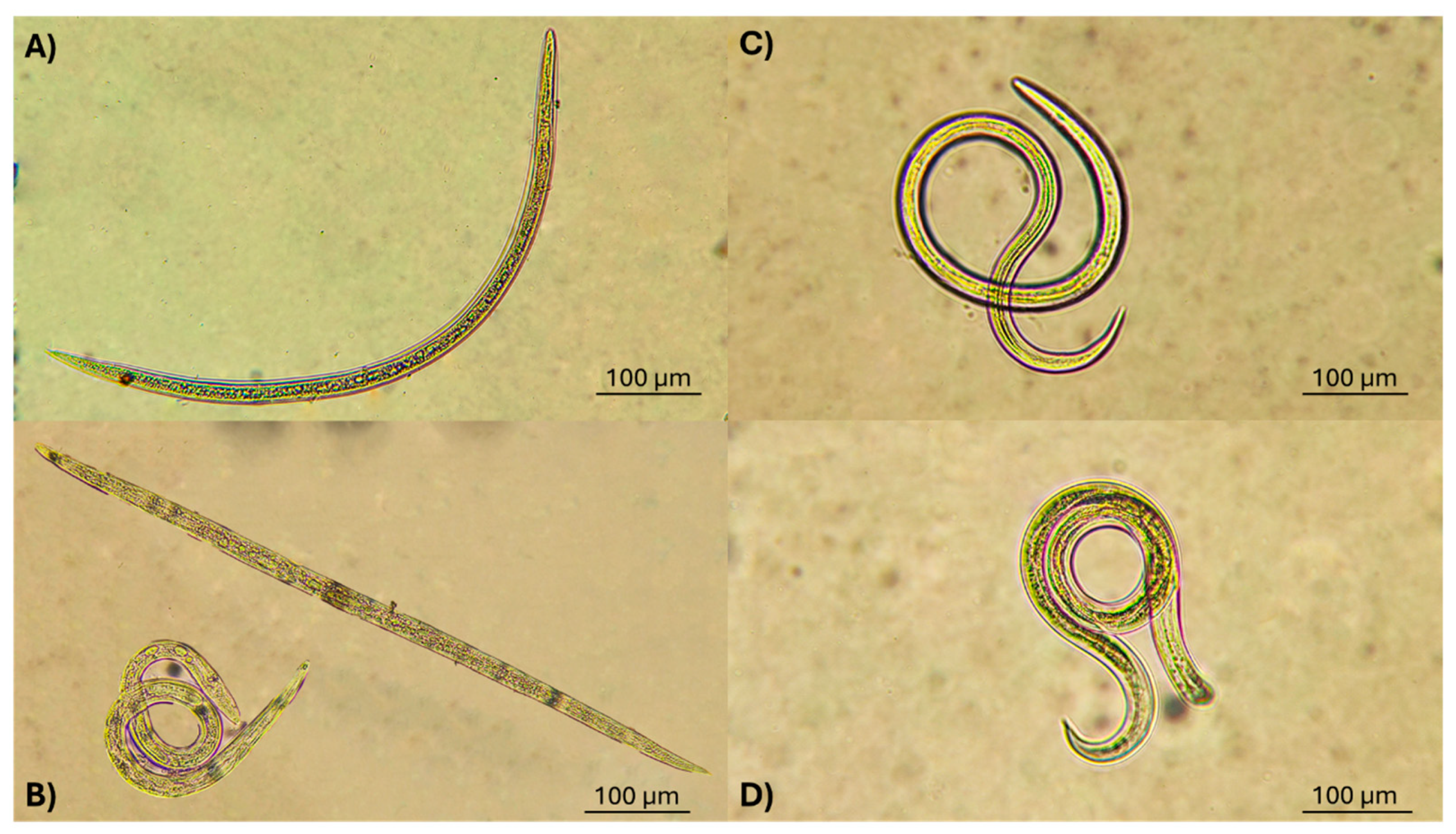 Pathogens 13 00588 g005 Pathogens 13 00588 g005