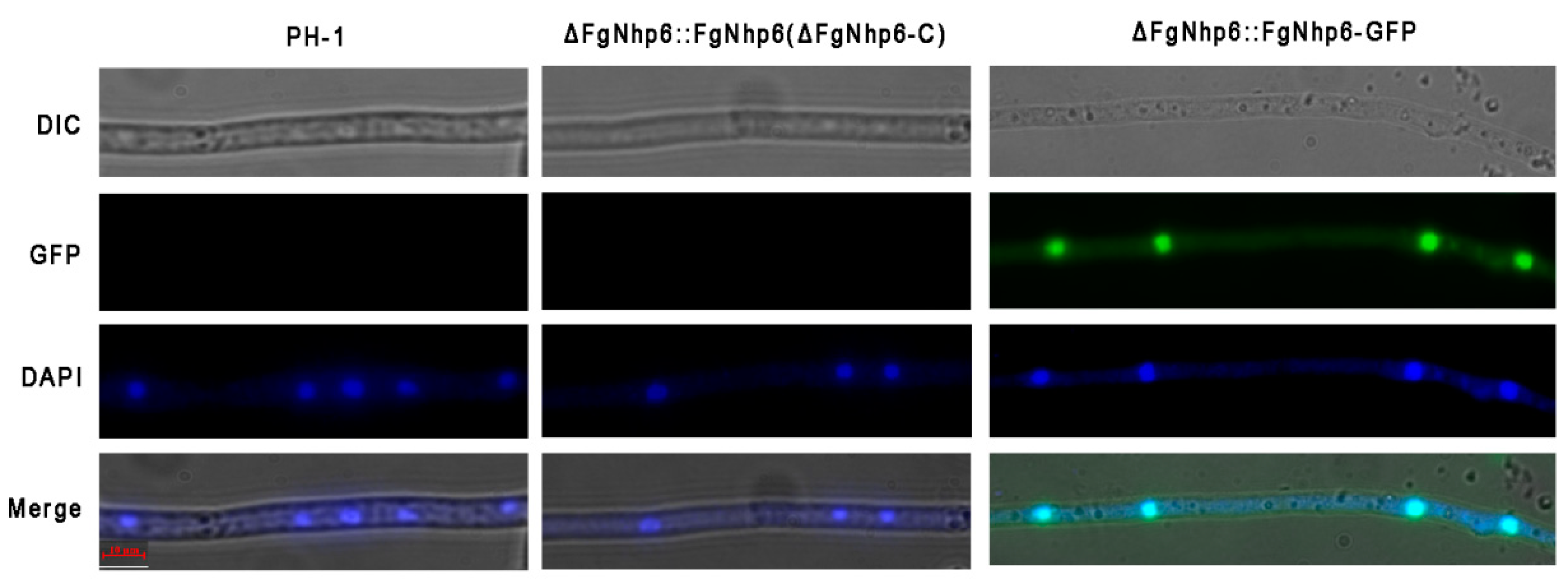 Pathogens 13 00592 g002