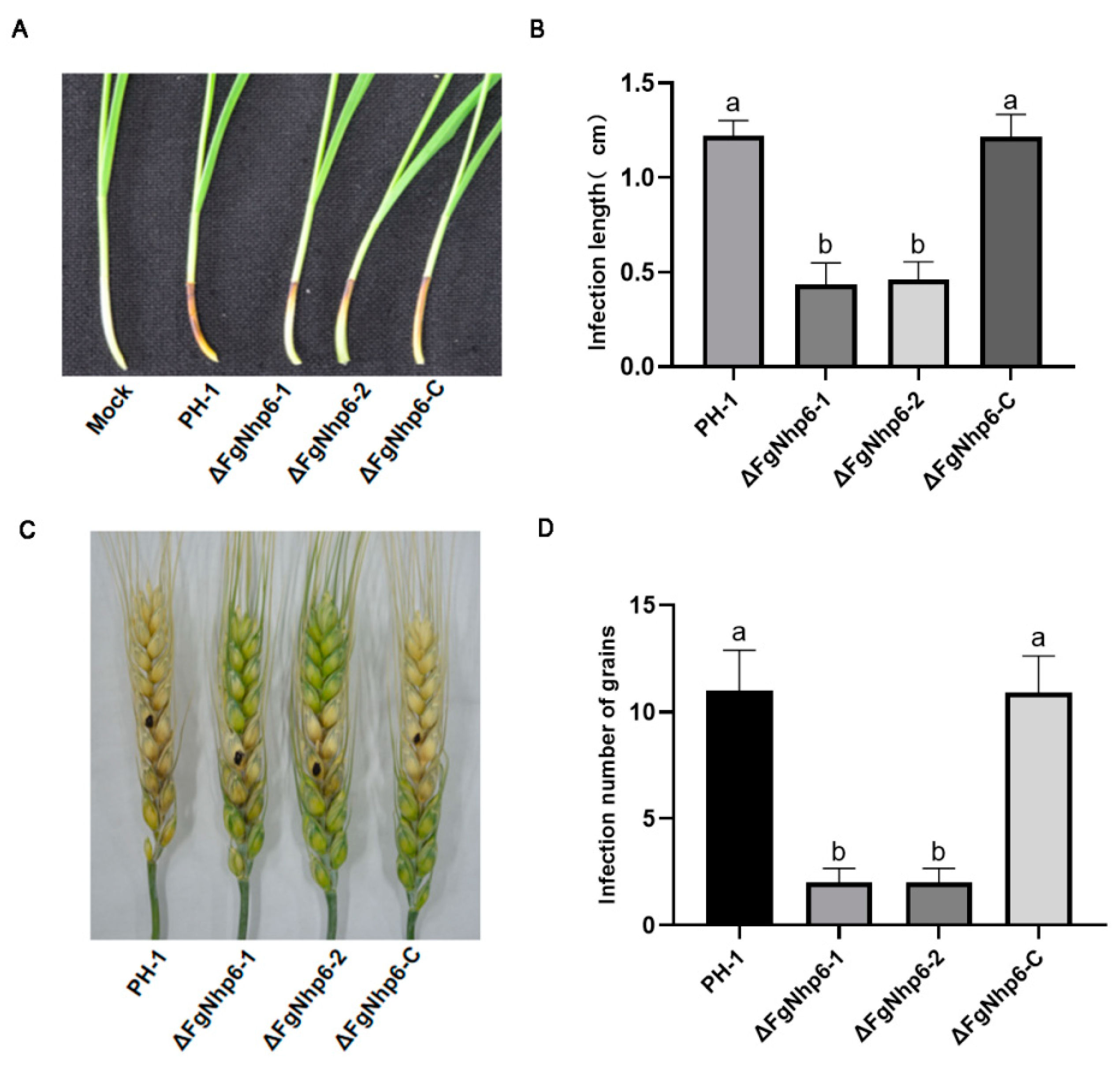 Pathogens 13 00592 g005