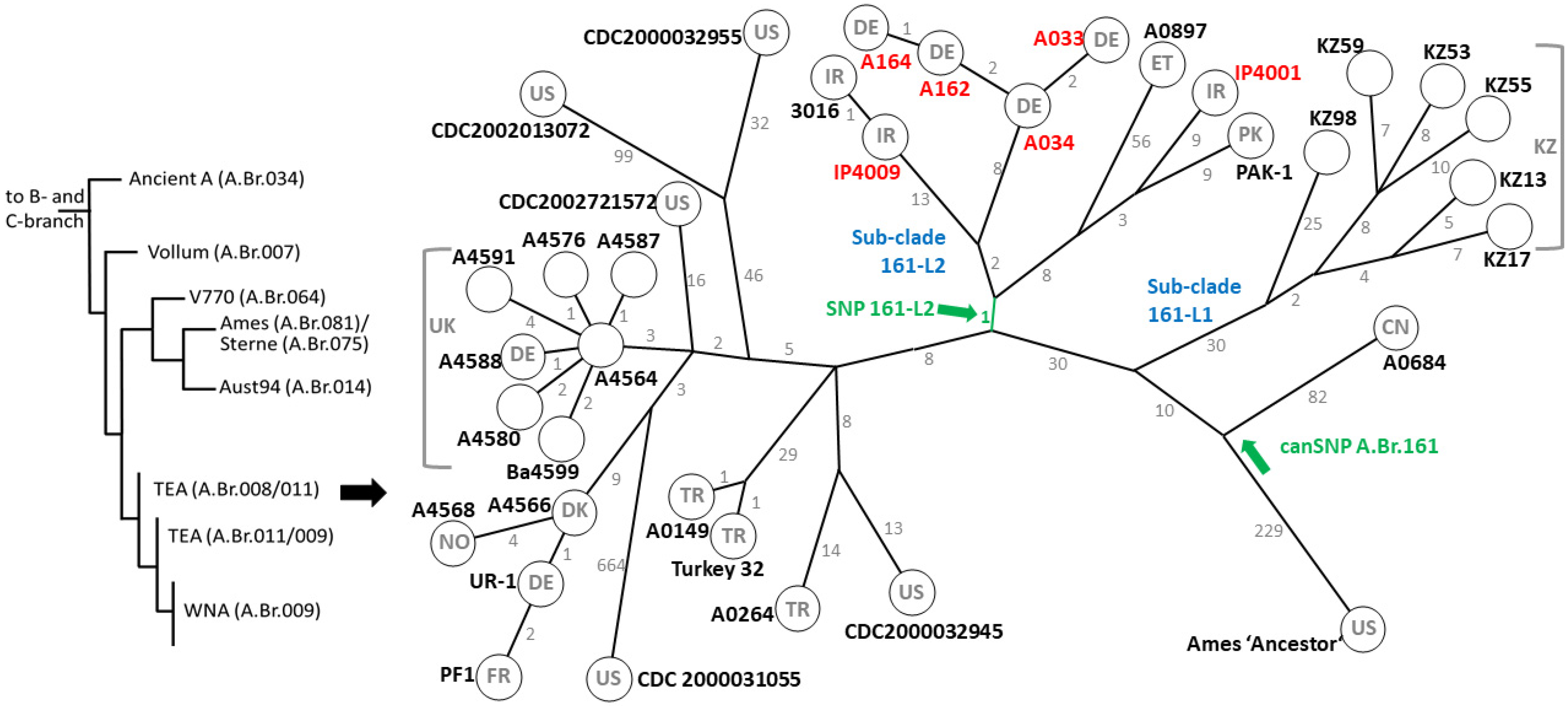 Pathogens 13 00593 g001 Pathogens 13 00593 g001