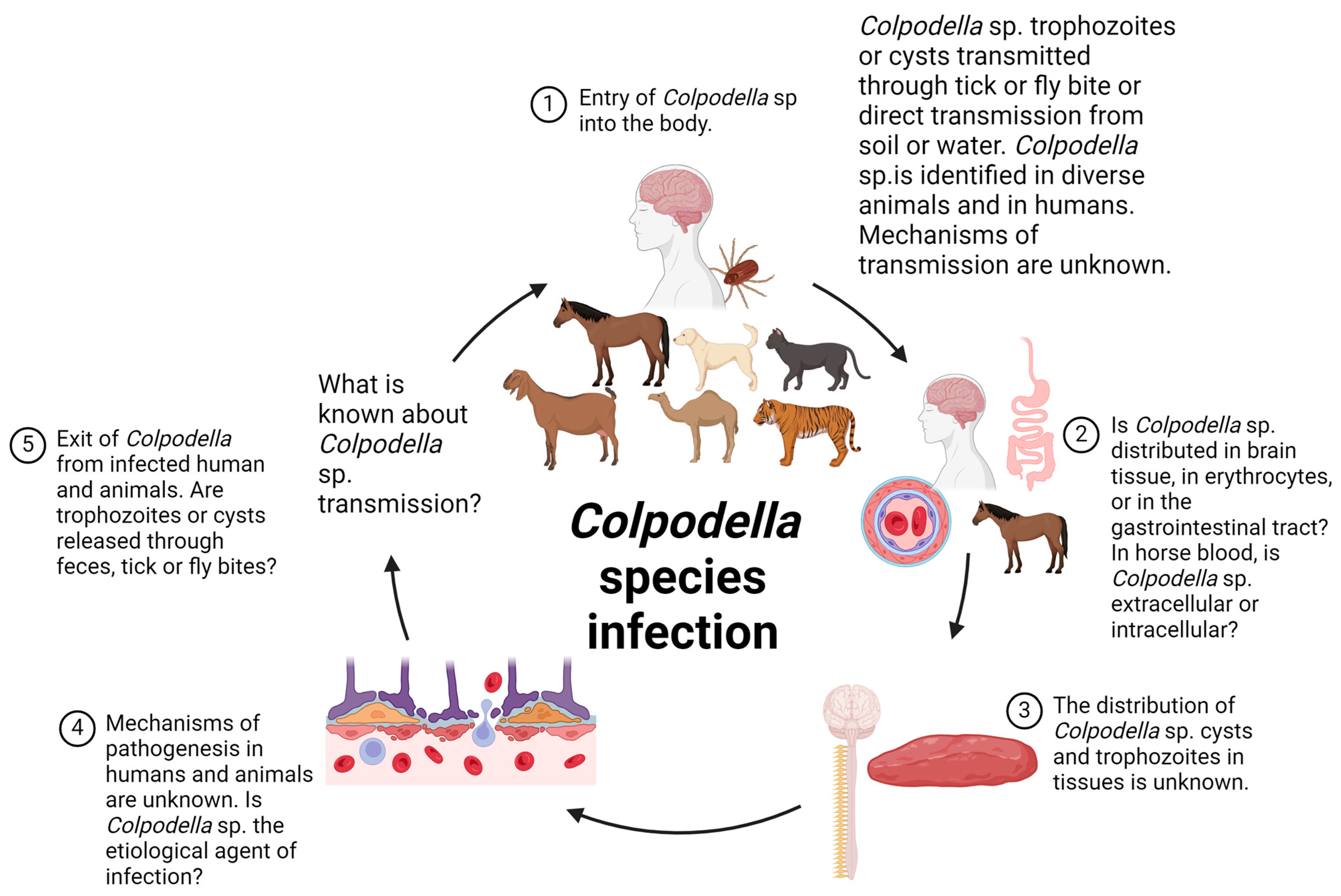 Pathogens 13 00600 g001