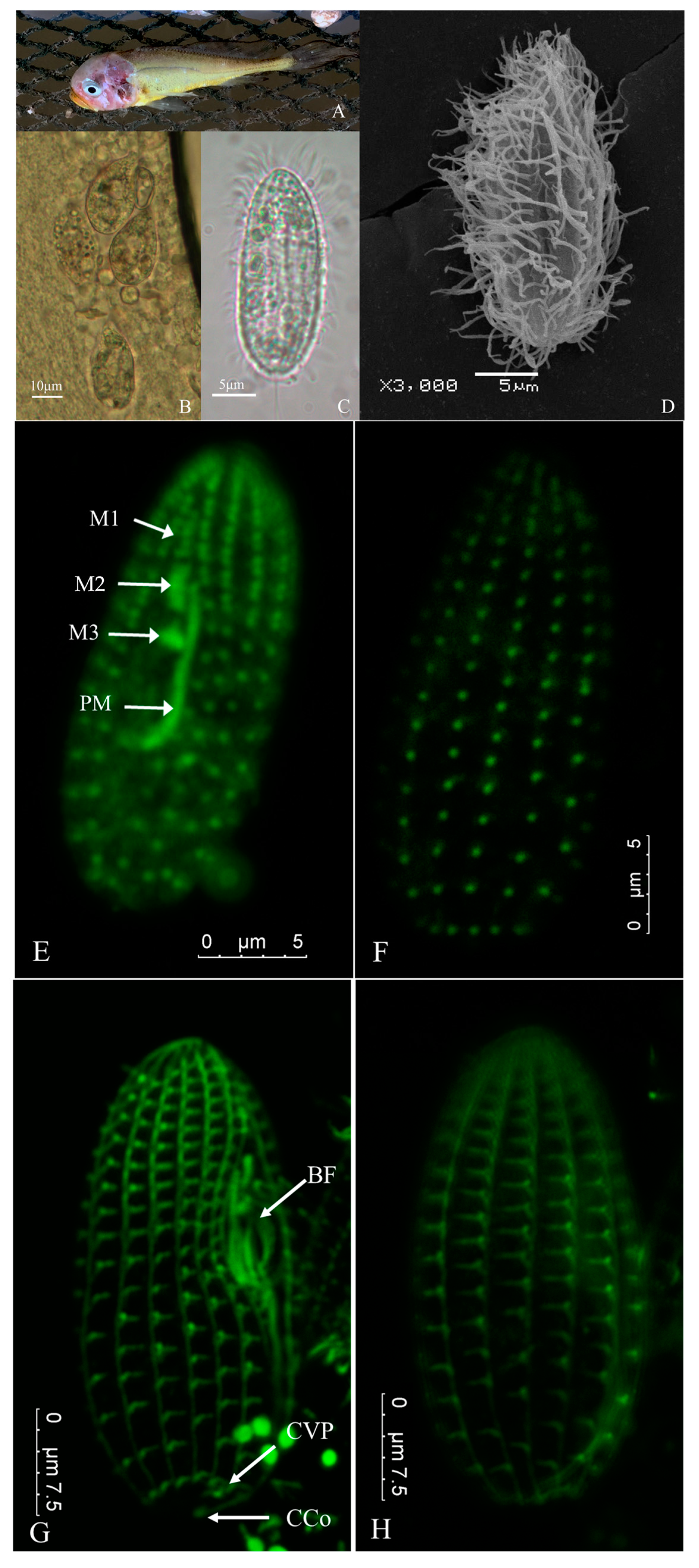 Pathogens 13 00618 g001