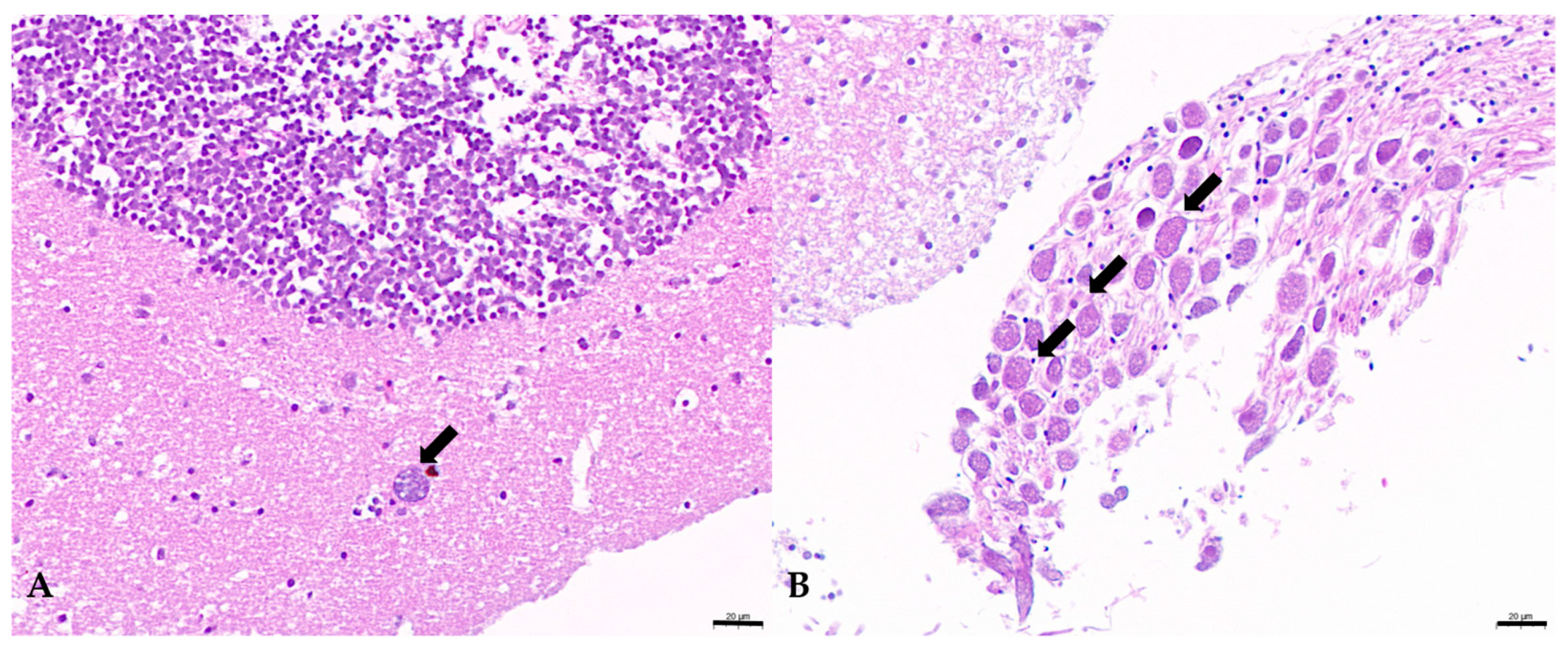 Pathogens 13 00618 g004