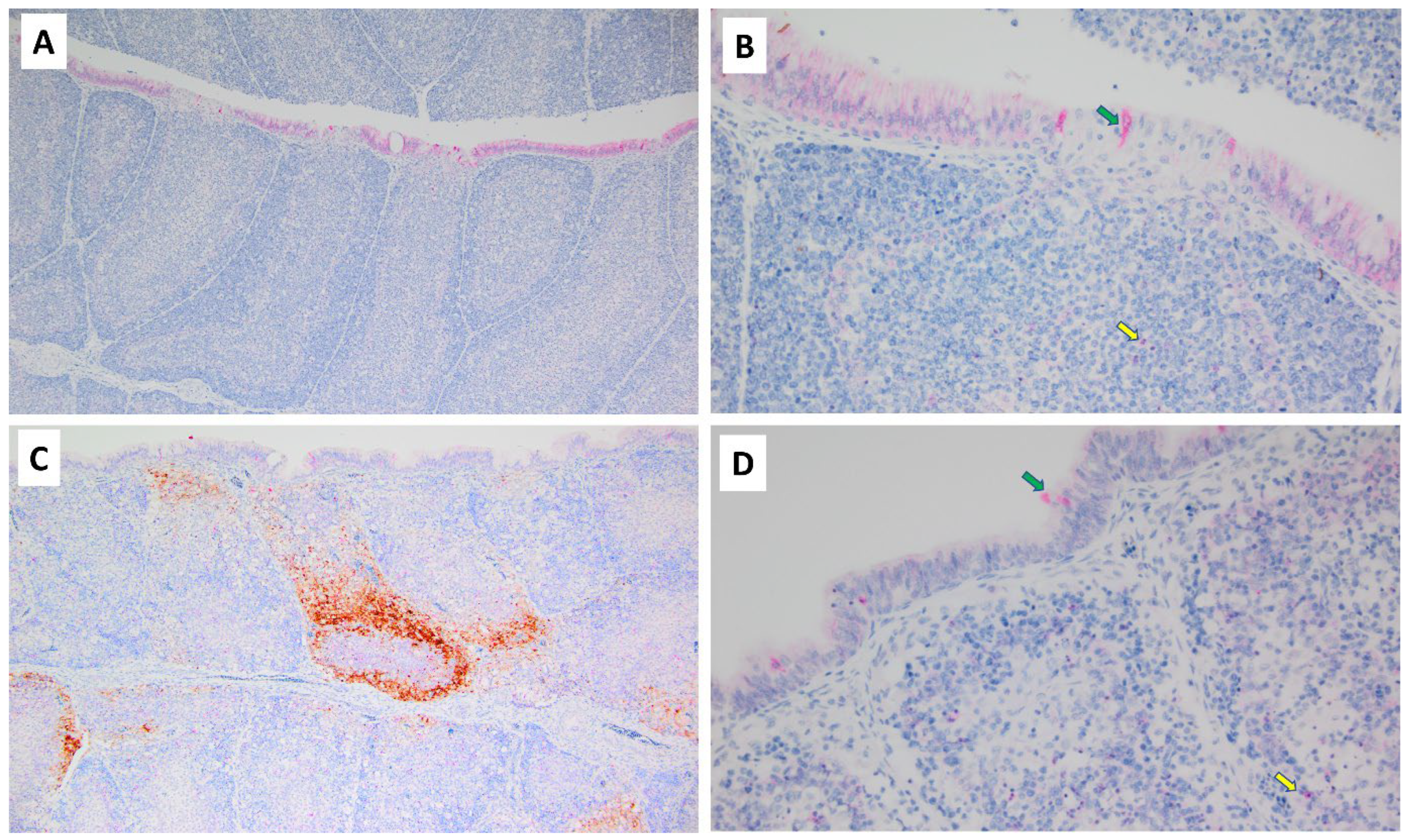 Pathogens 13 00619 g003
