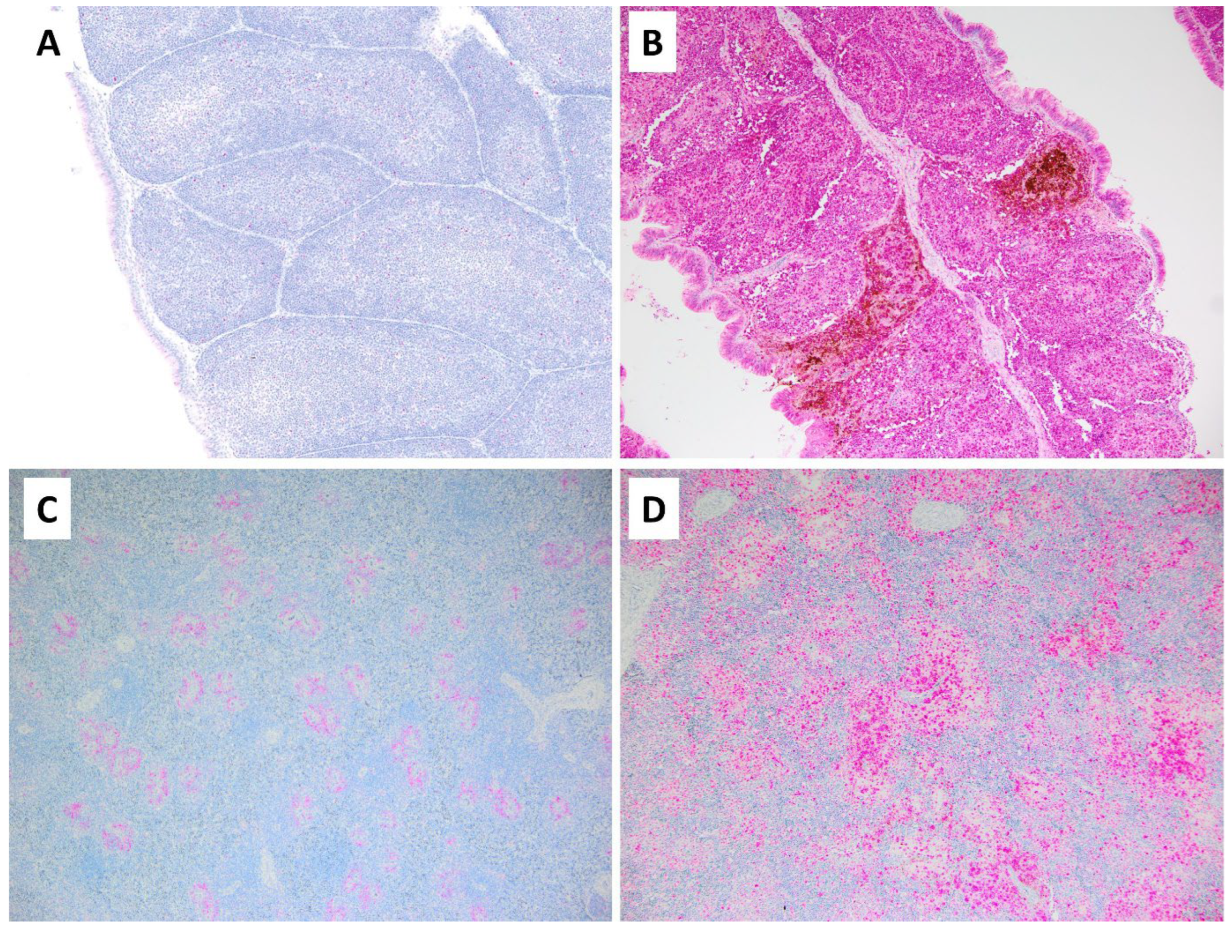 Pathogens 13 00619 g004