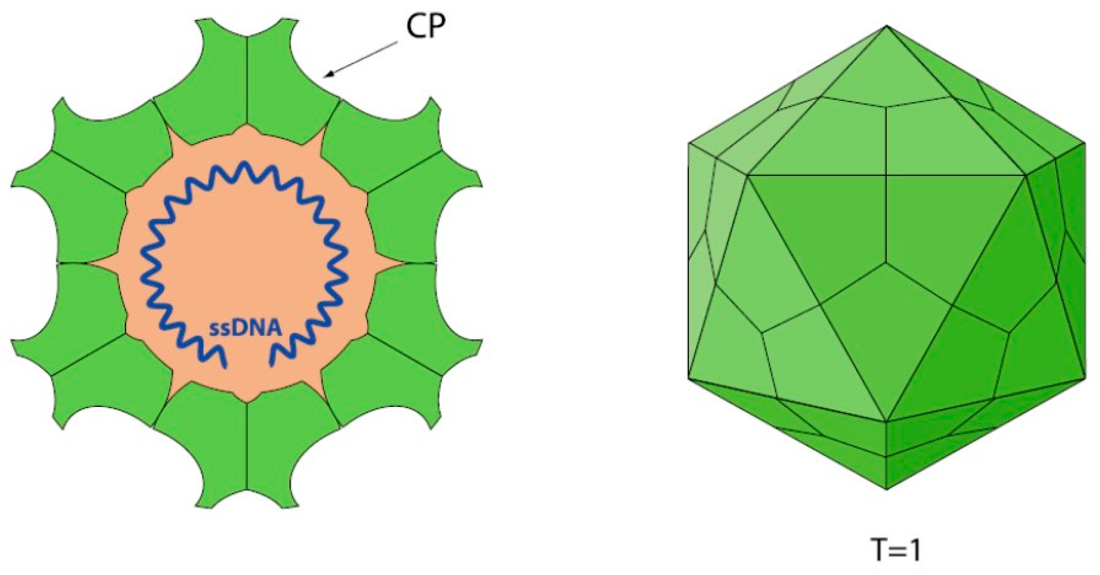 Pathogens 13 00625 g001