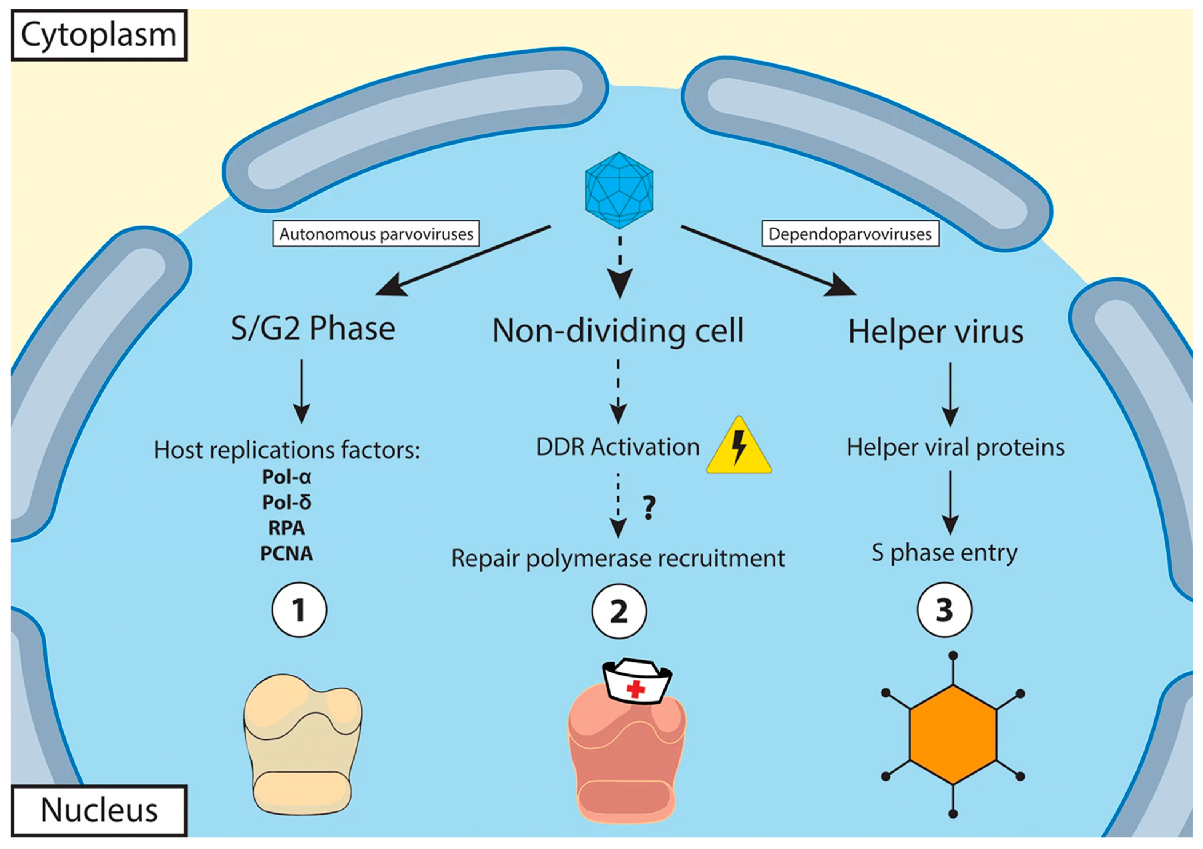 Pathogens 13 00625 g005