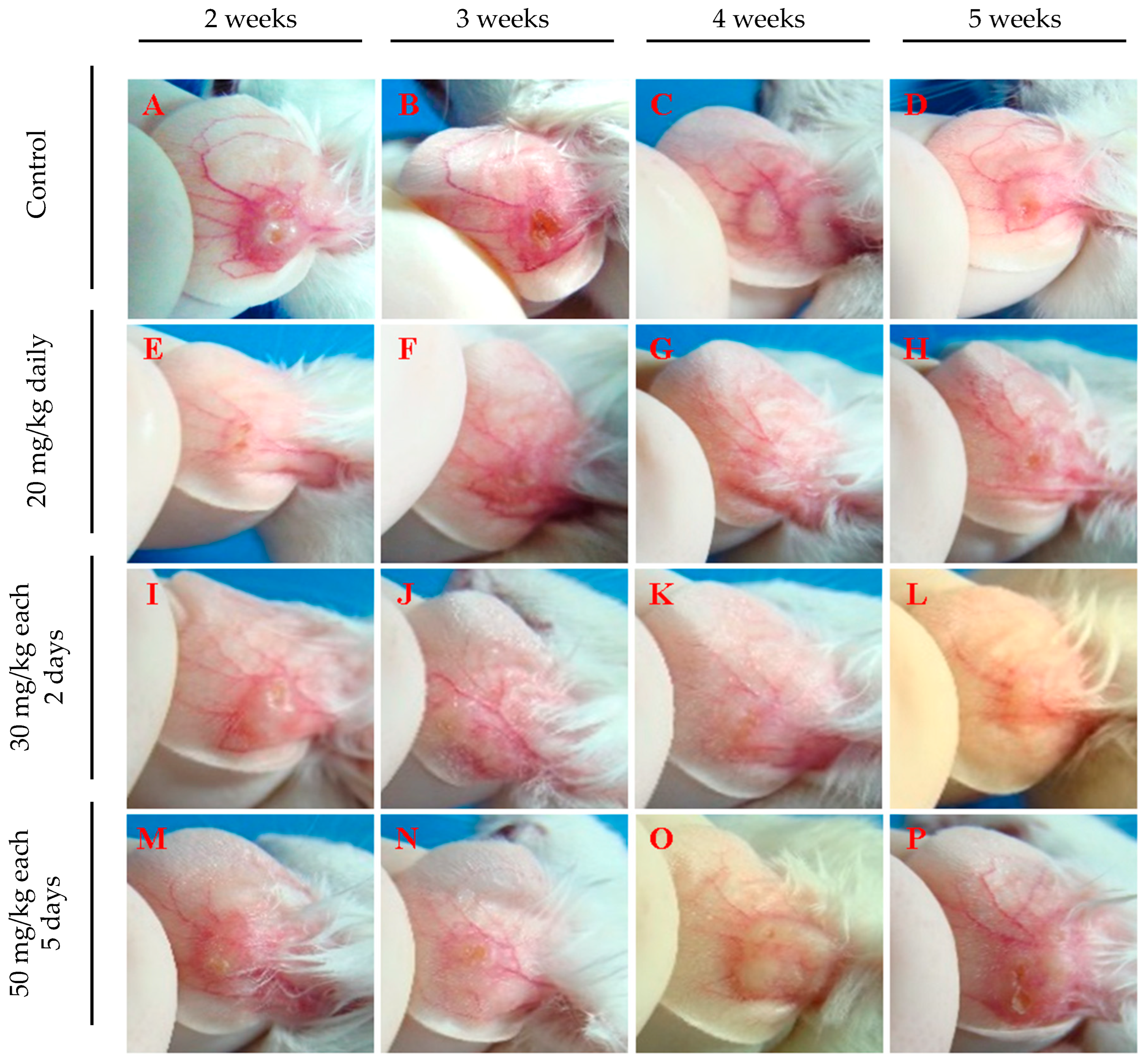 Pathogens 13 00630 g004