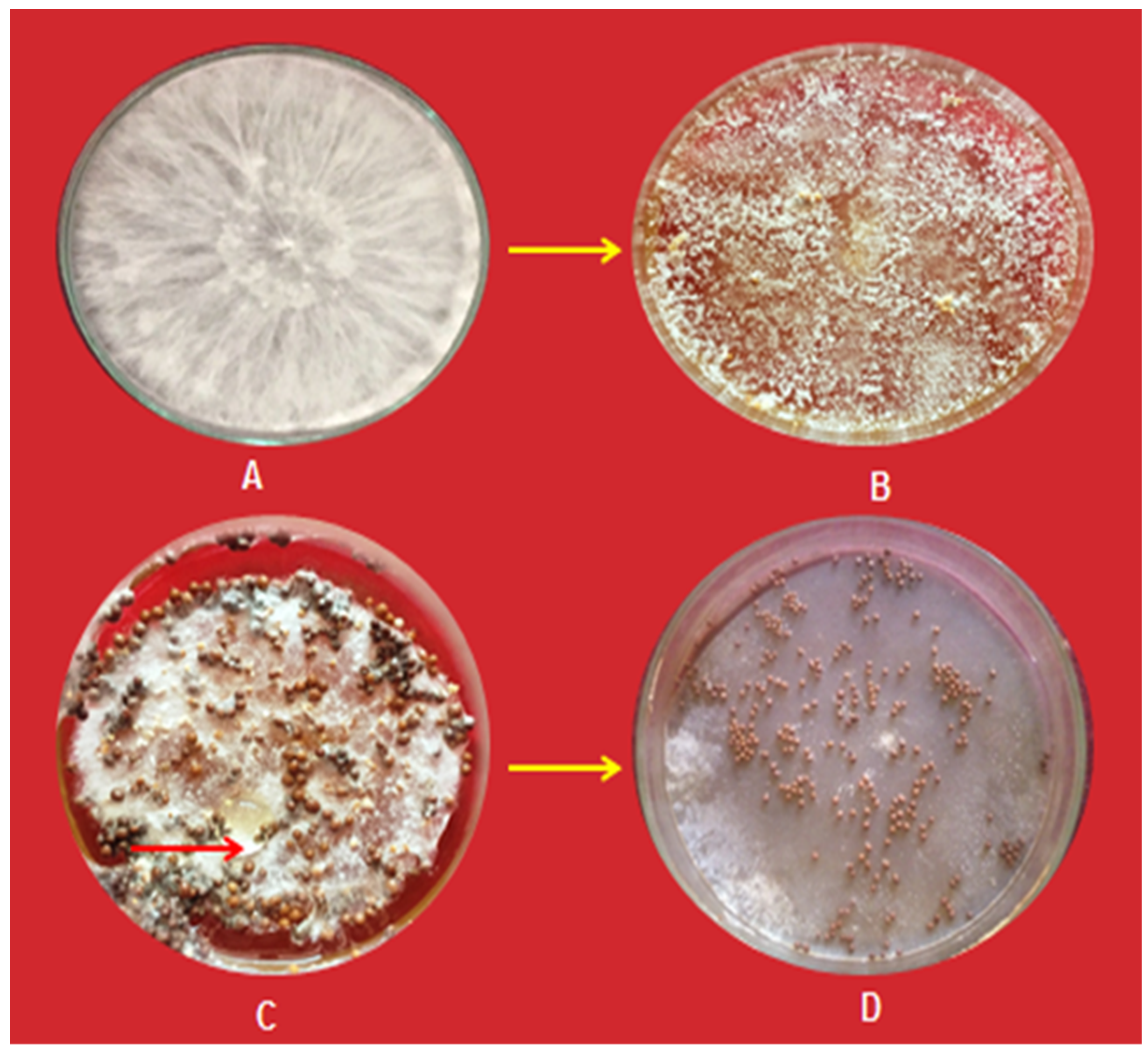 Pathogens 13 00632 g001