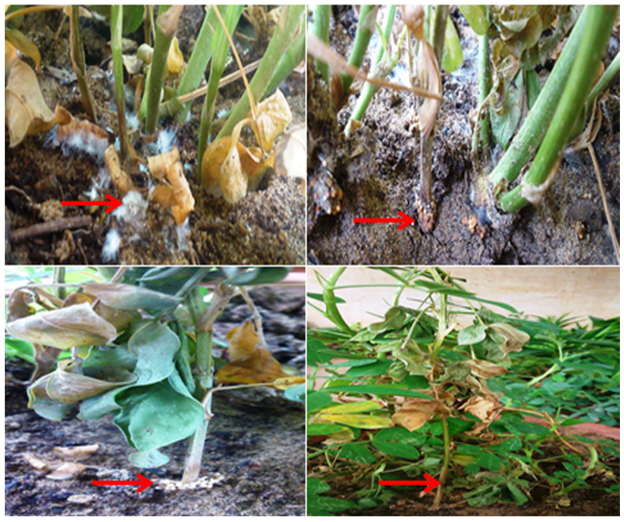Pathogens 13 00632 g003