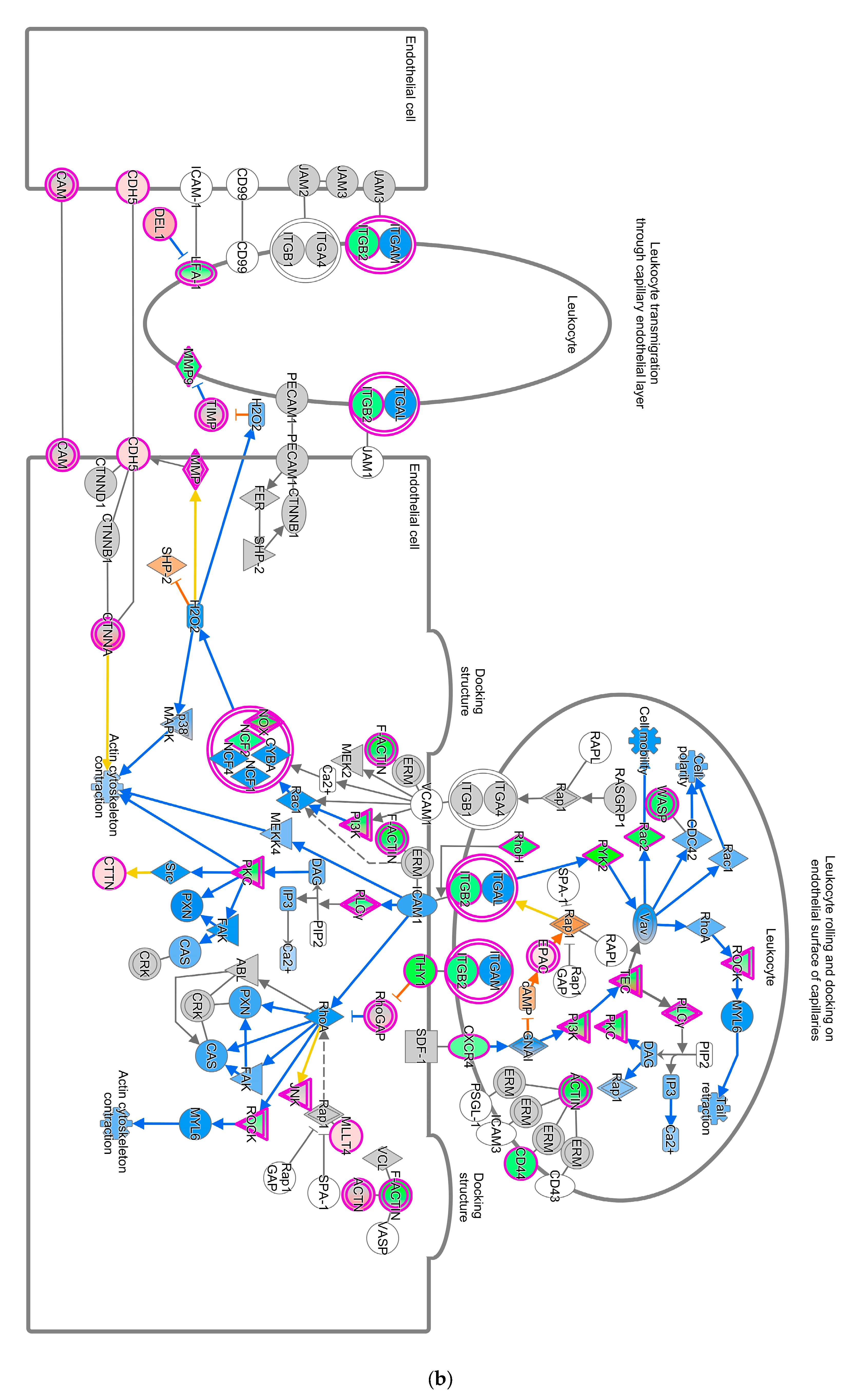 Pathogens 13 00638 g004b