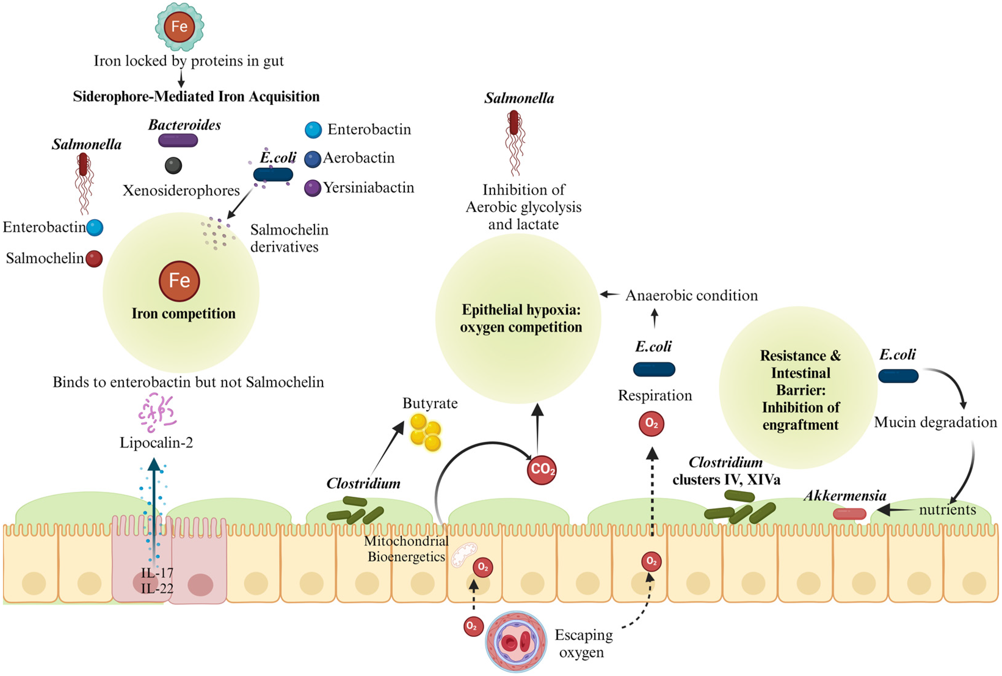 Pathogens 13 00642 g001