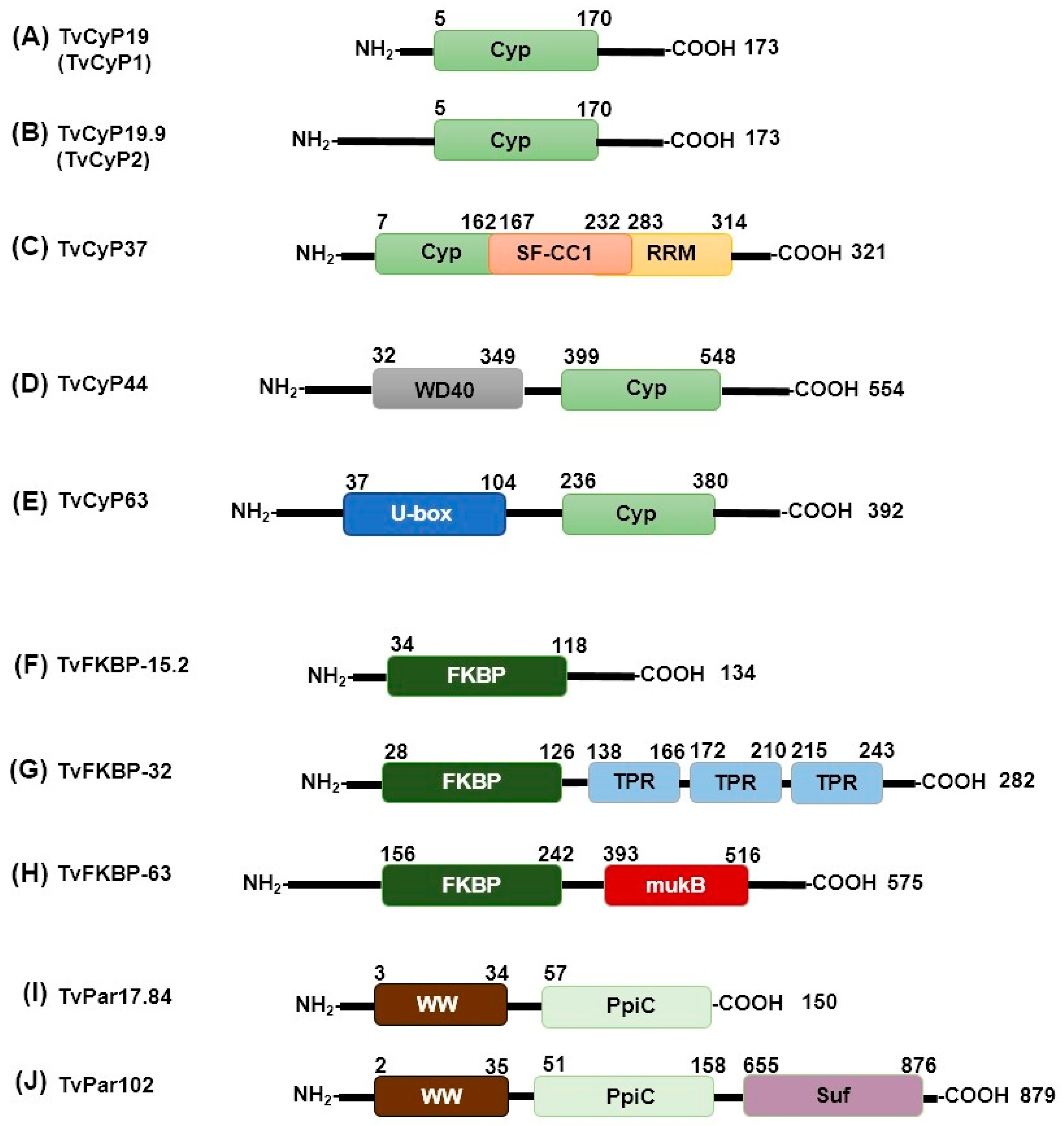 Pathogens 13 00644 g002