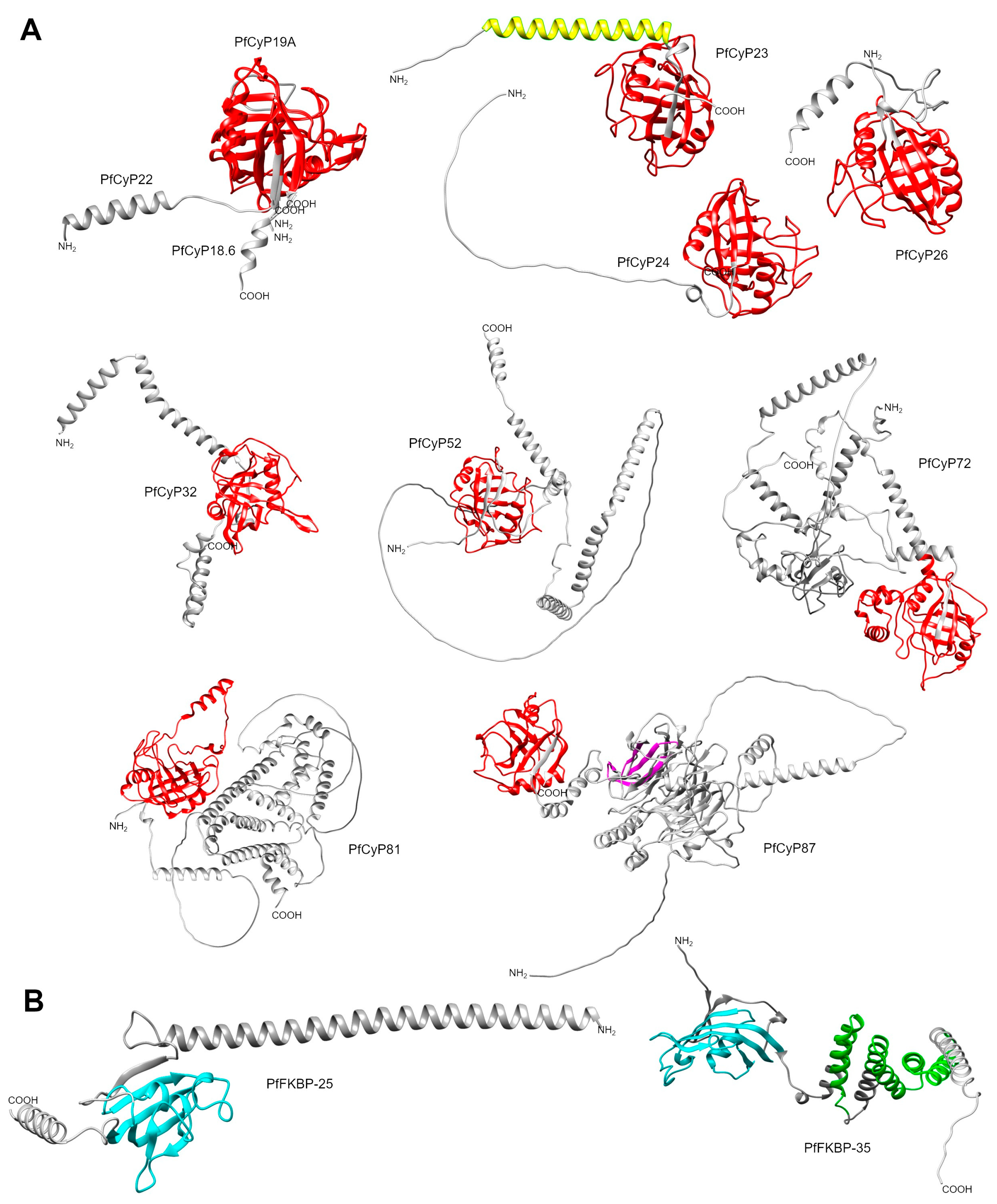 Pathogens 13 00644 g004