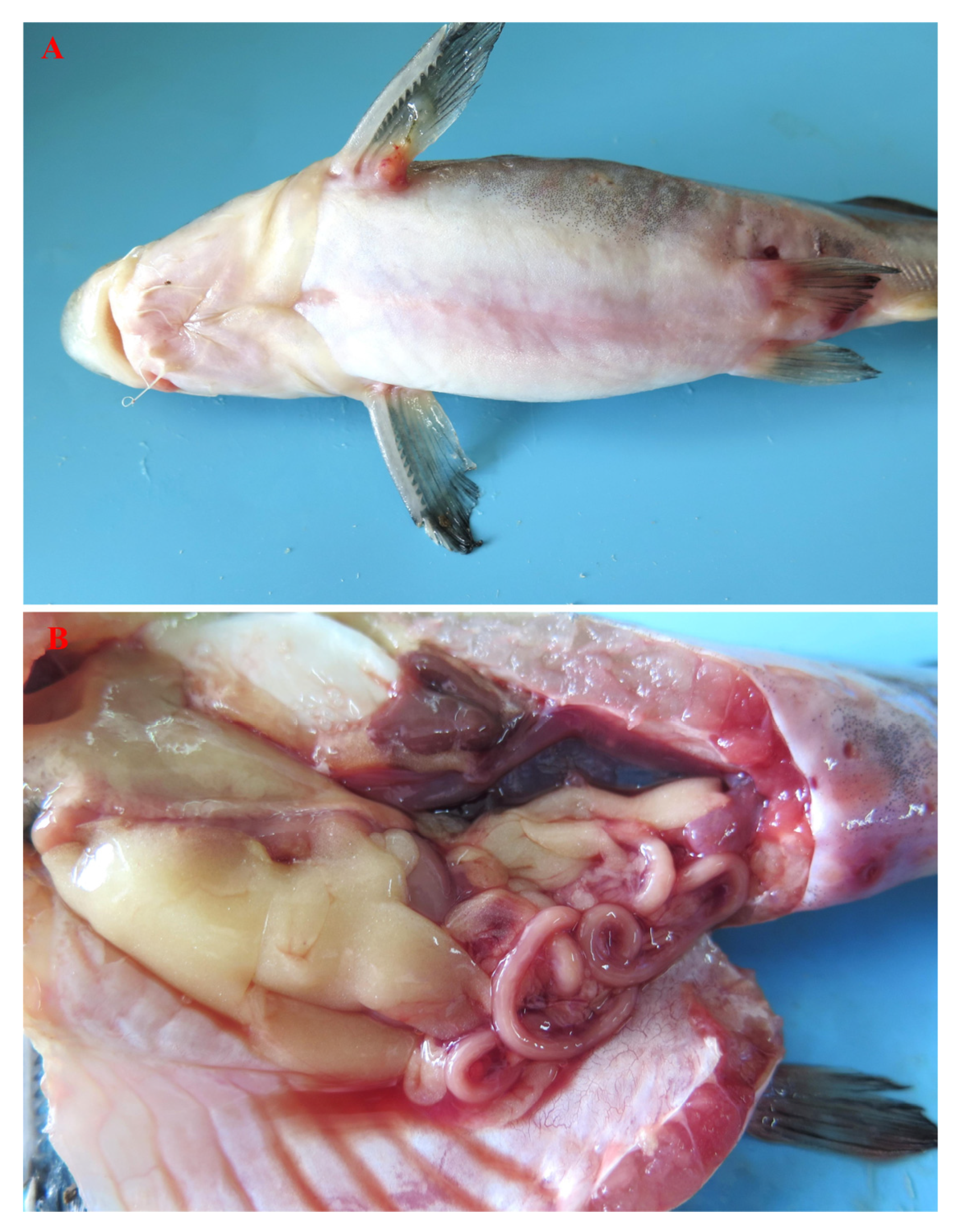 Pathogens 13 00647 g001