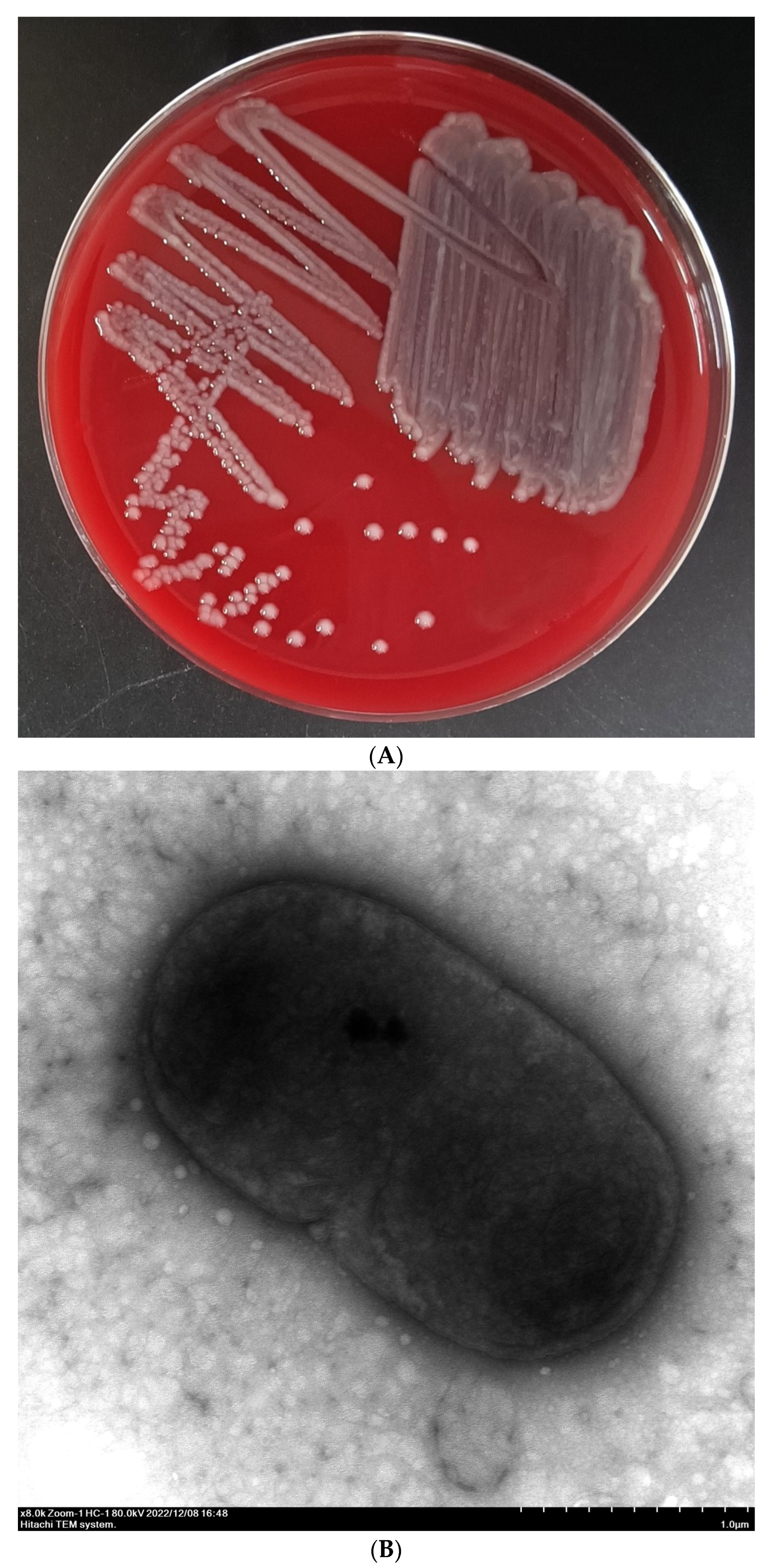 Pathogens 13 00647 g002