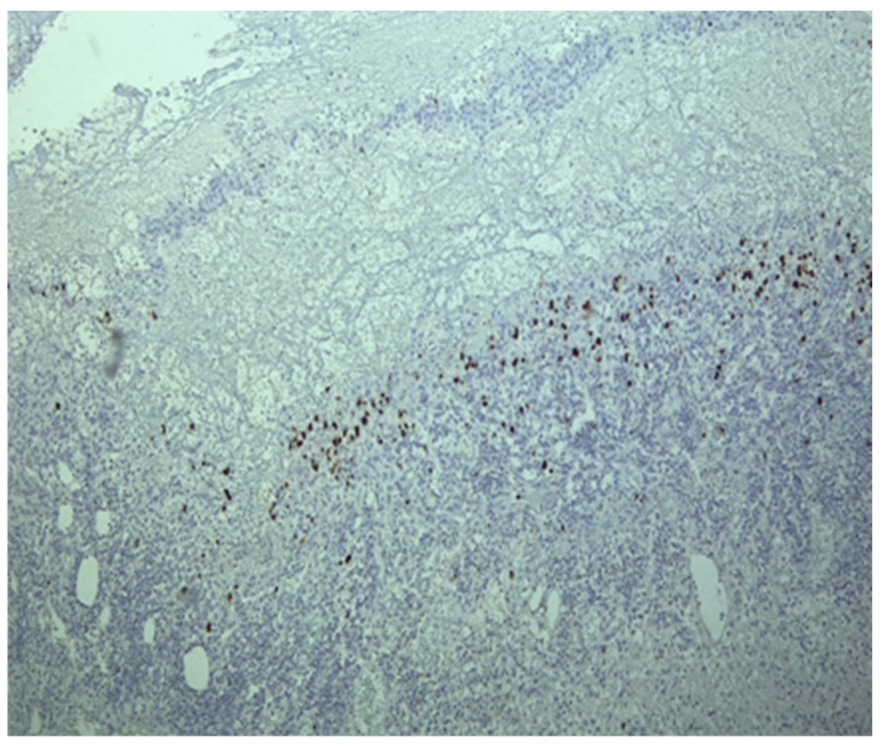 Pathogens 13 00650 g003 Pathogens 13 00650 g003