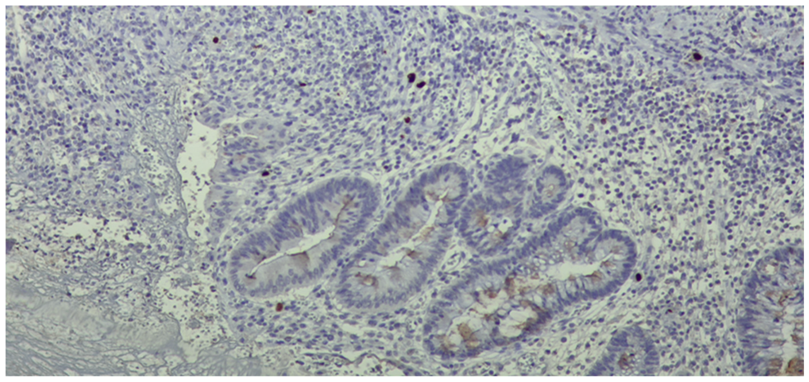 Pathogens 13 00650 g005 Pathogens 13 00650 g005