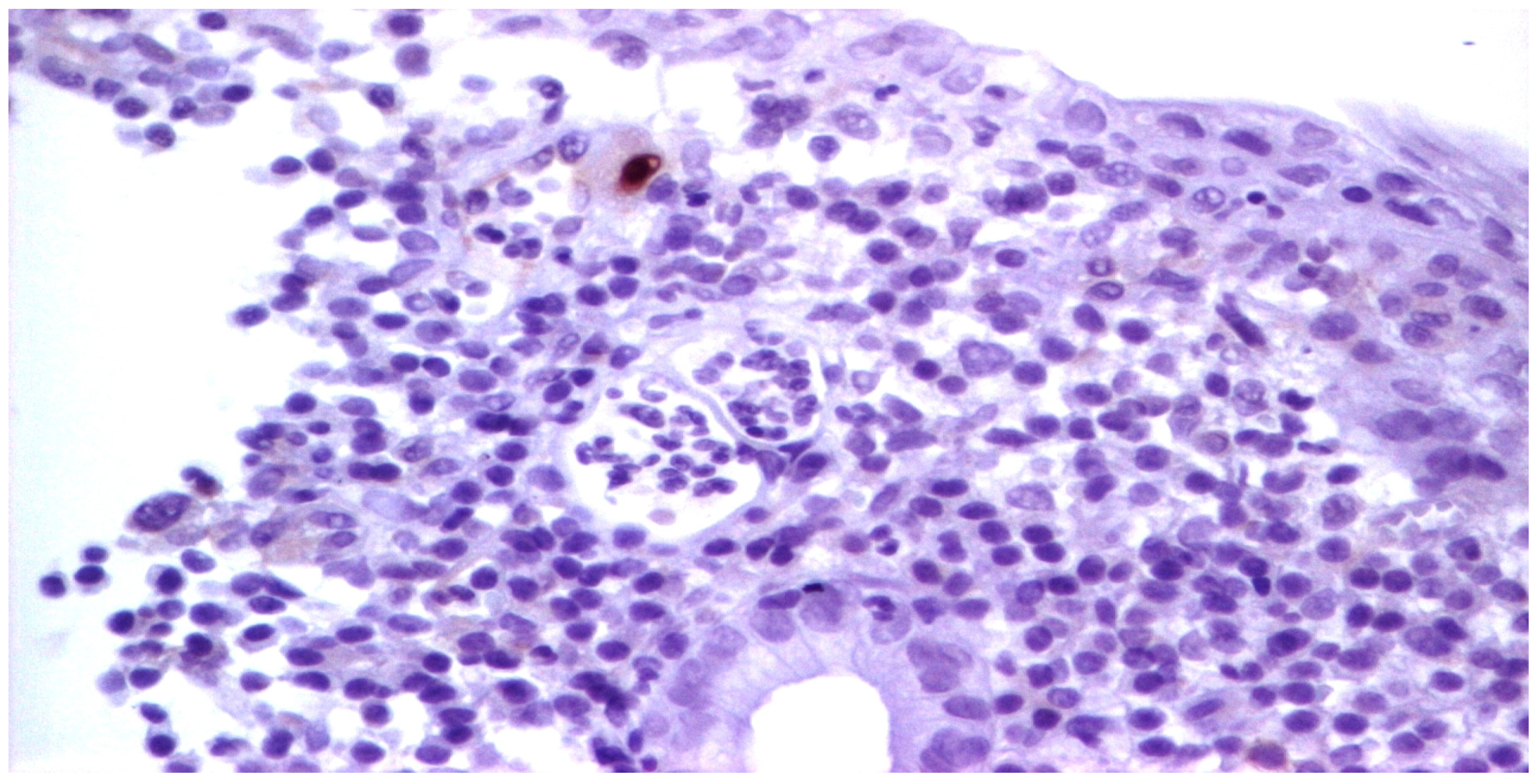 Pathogens 13 00650 g009 Pathogens 13 00650 g009